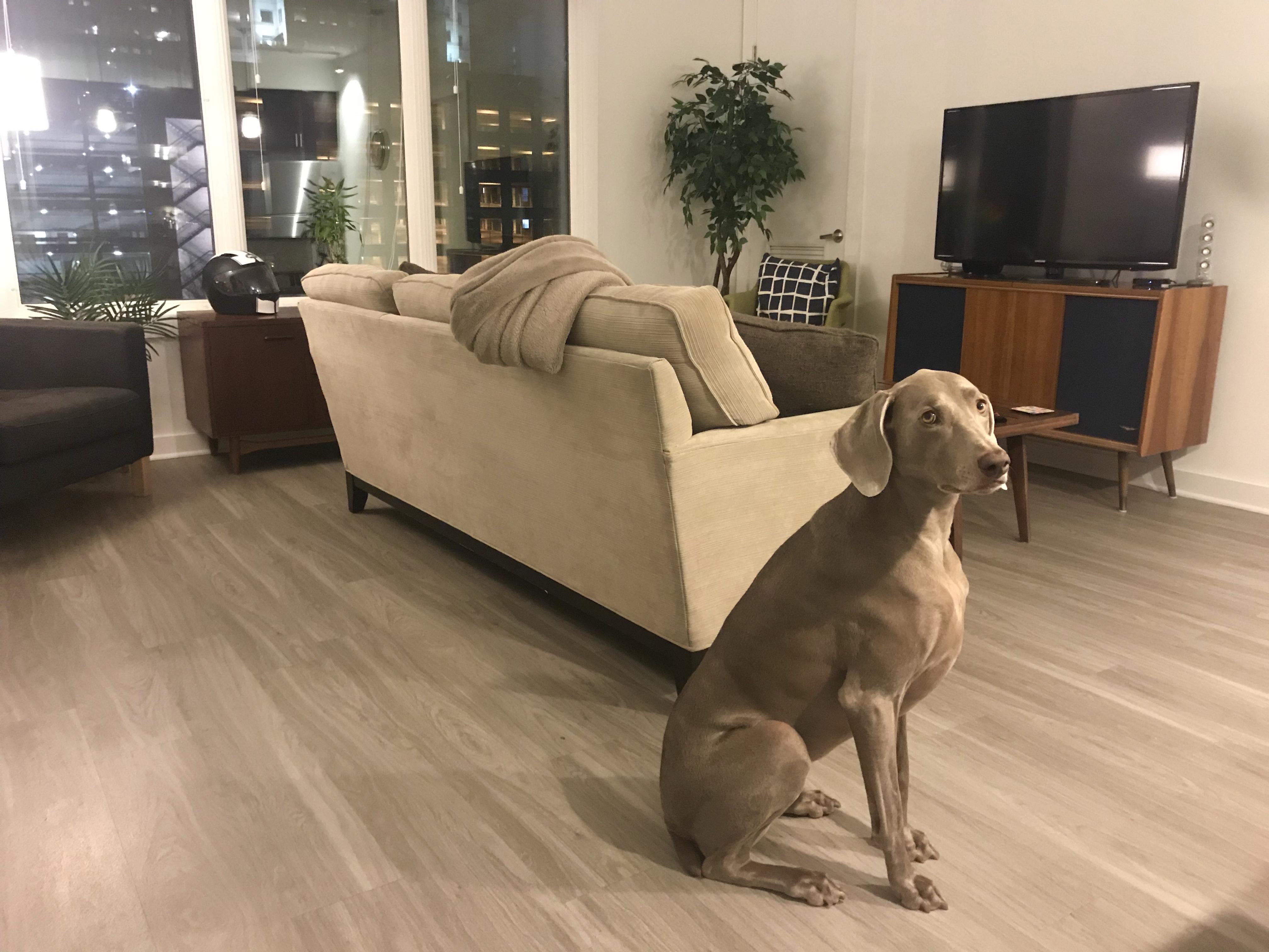 First post here, apologies for the terrible lighting. Dog glares free