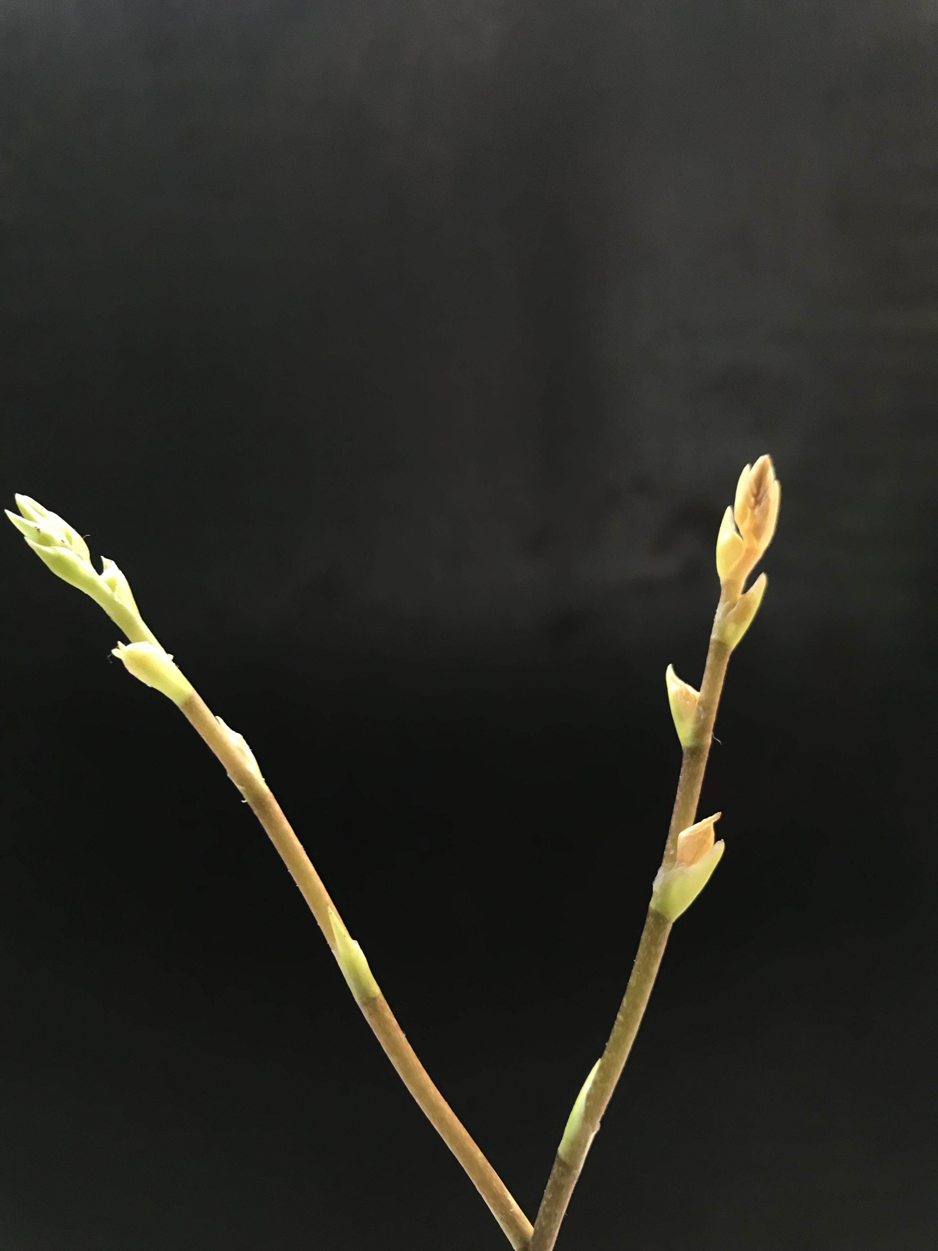 Howeara buds dried up ( anything I can do? r/orchids