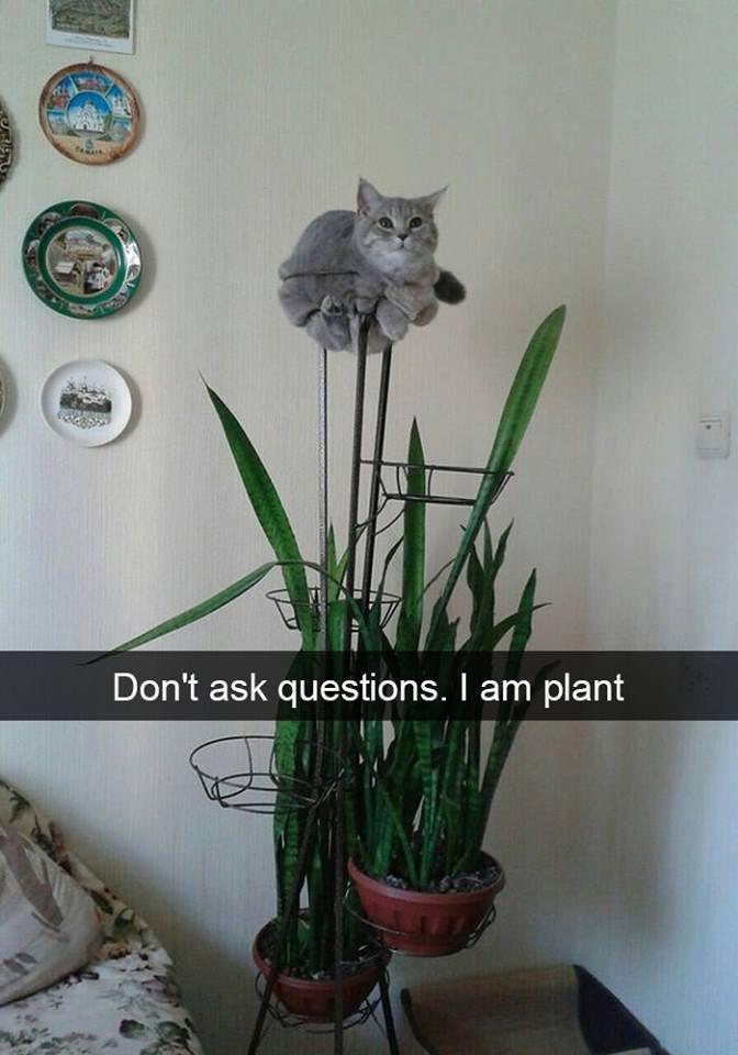 Cat is plant. r/houseplants