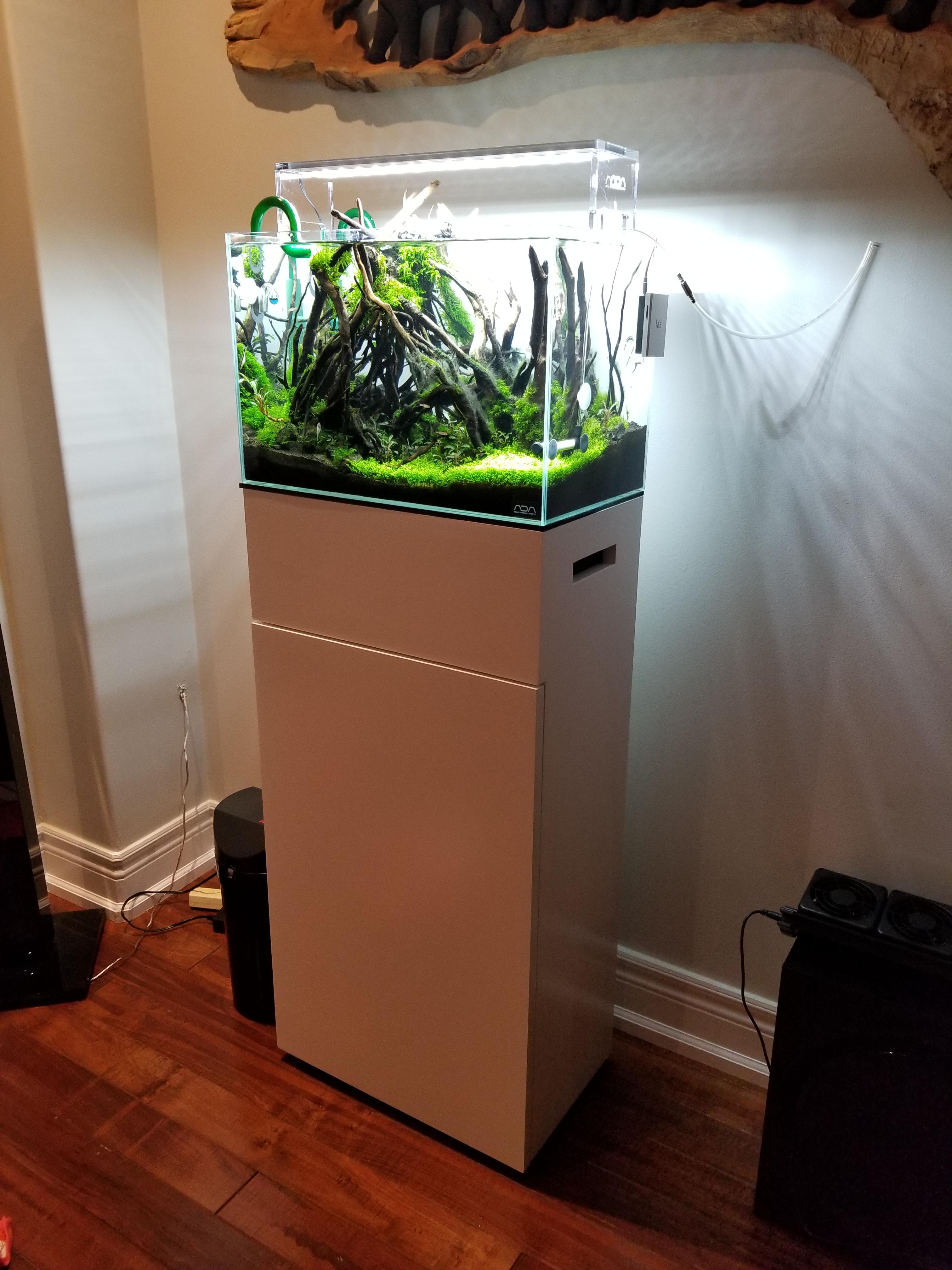 Impossible to find in CA, so I built an ADA style r/Aquascape