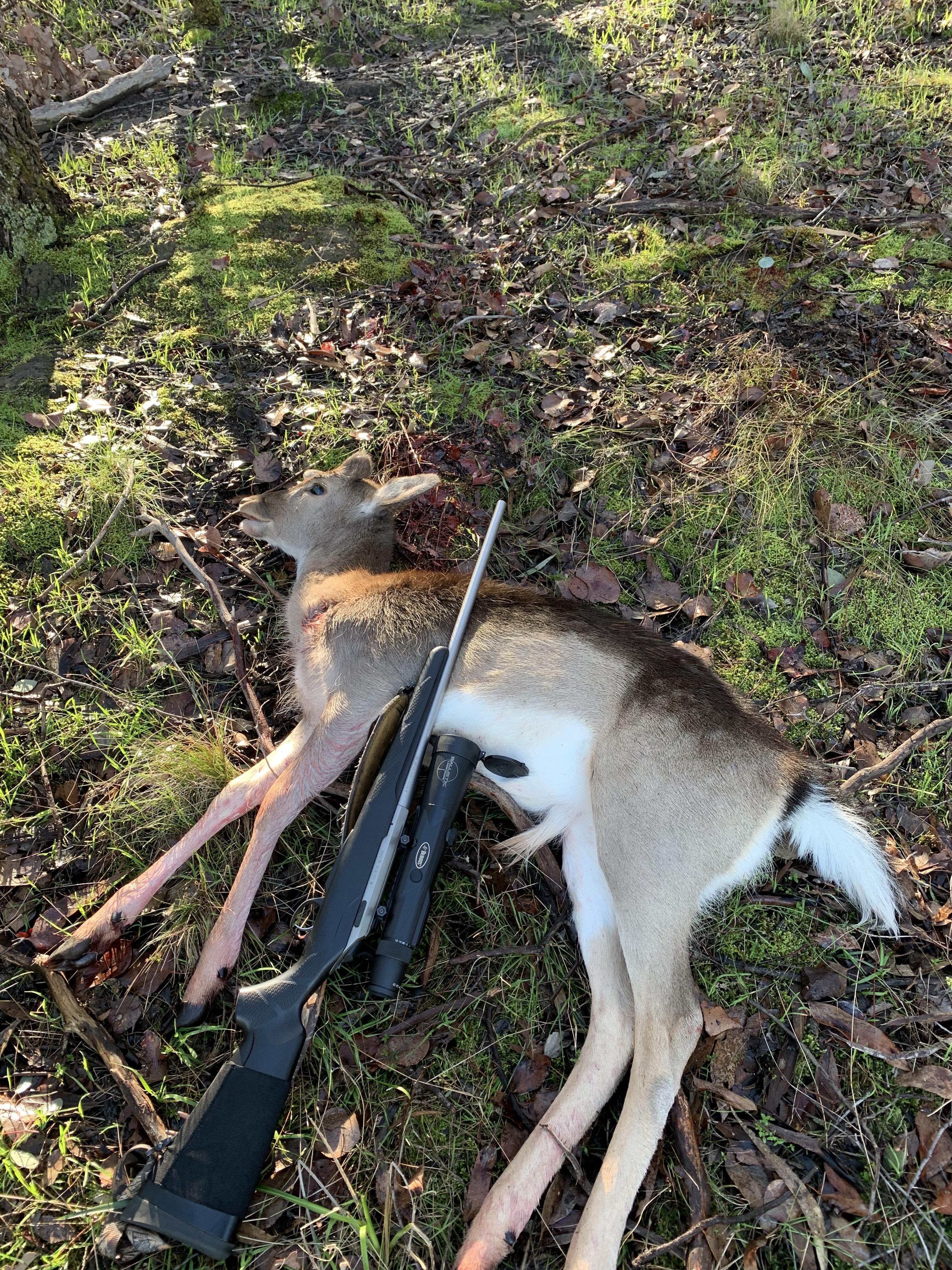 Shot my first deer after about 5 trips, yes I know it’s only young but