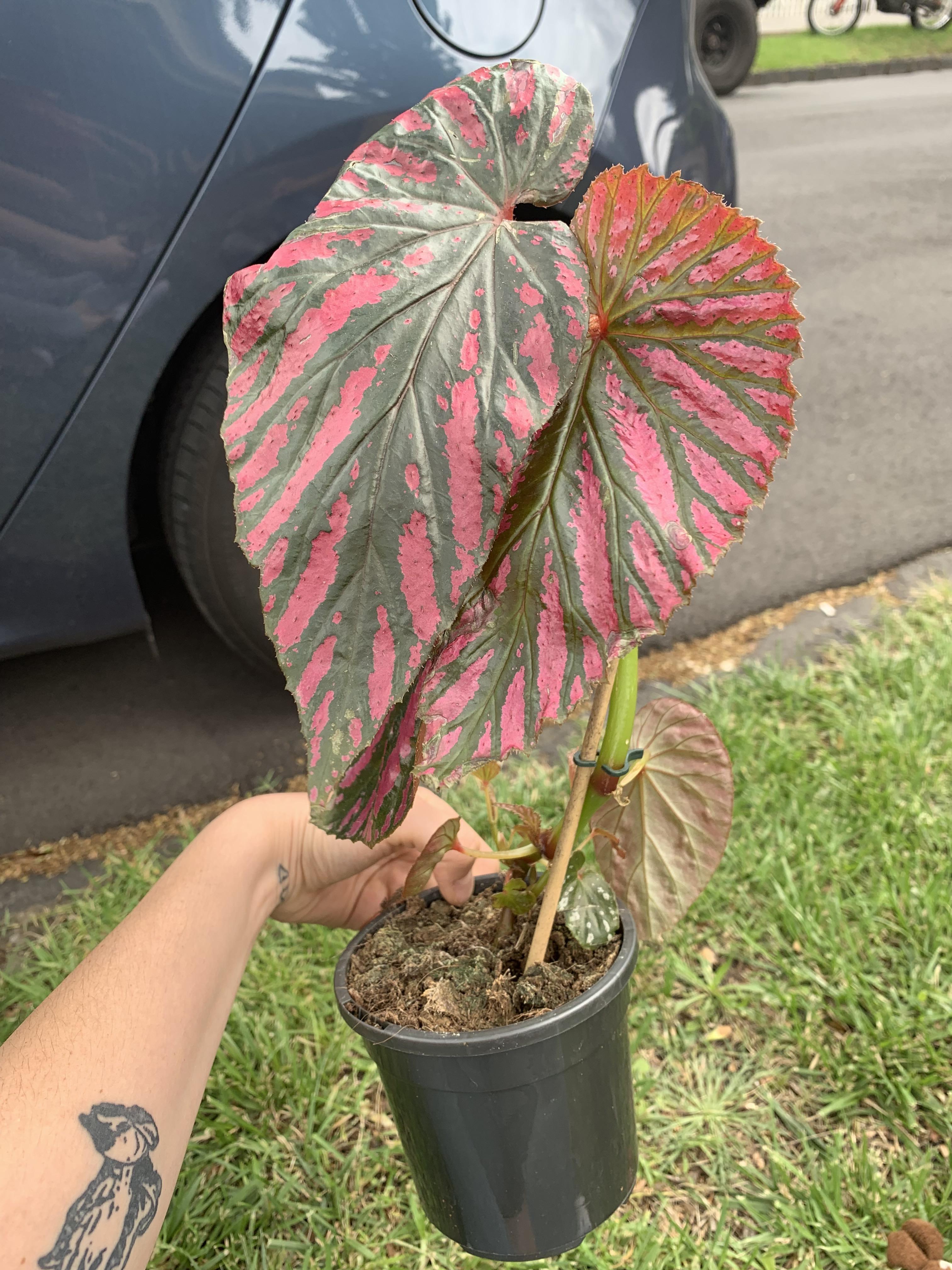 Newest edition, Begonia Brevirimosa Exotica r/houseplants