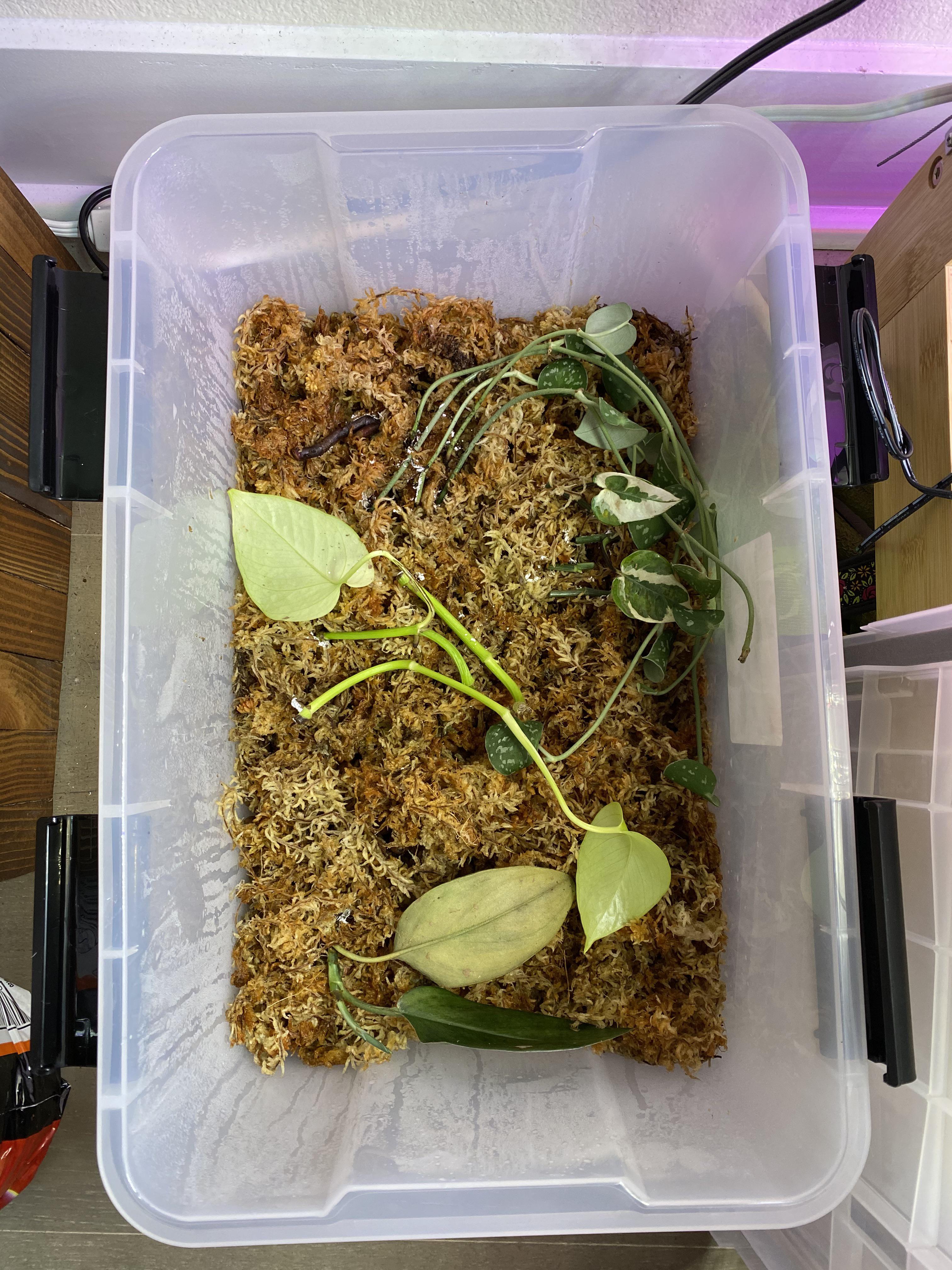 New prop box. Leca layer under the sphagnum moss for extra humidity