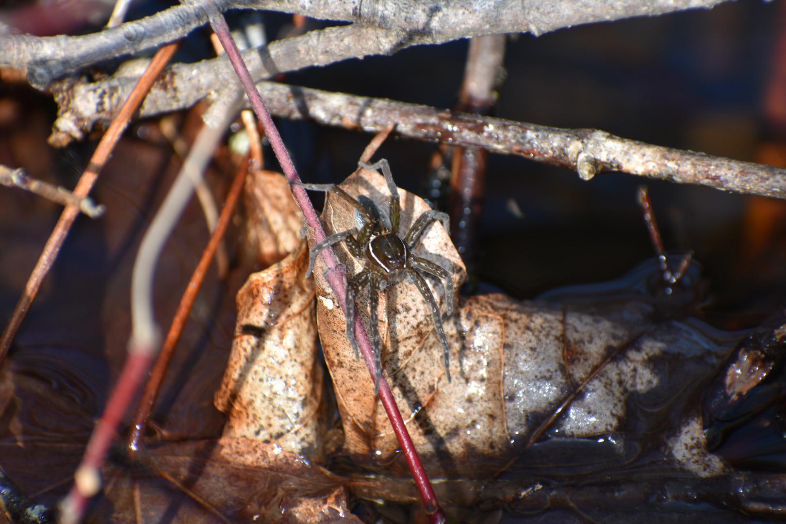 What type of fishing spider? Long Island NY r/whatsthisbug