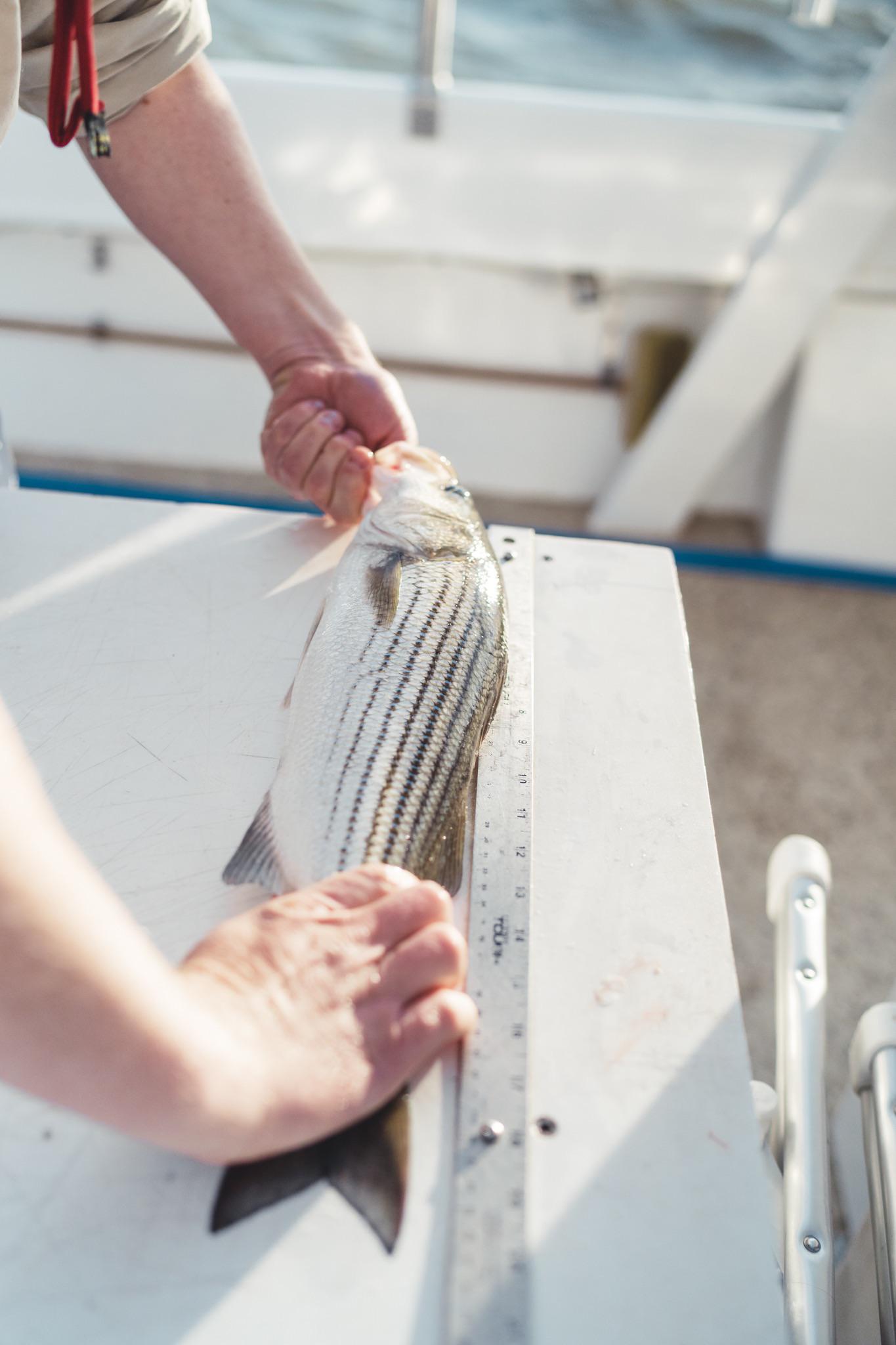 Nyc striper fishing in Brooklyn r/fishingcharter