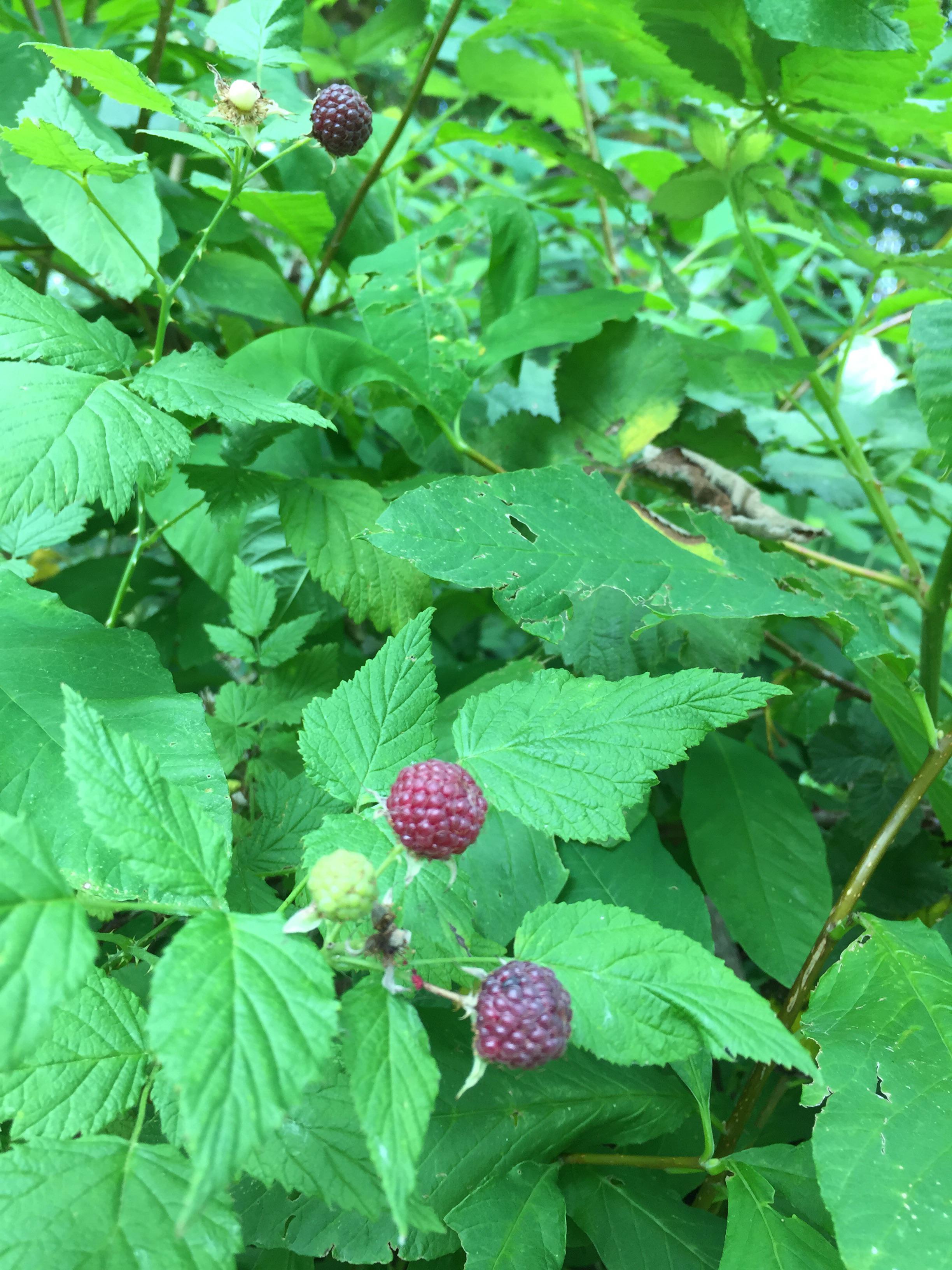 Wild black raspberries along the South Skagit Highway! summerberries 