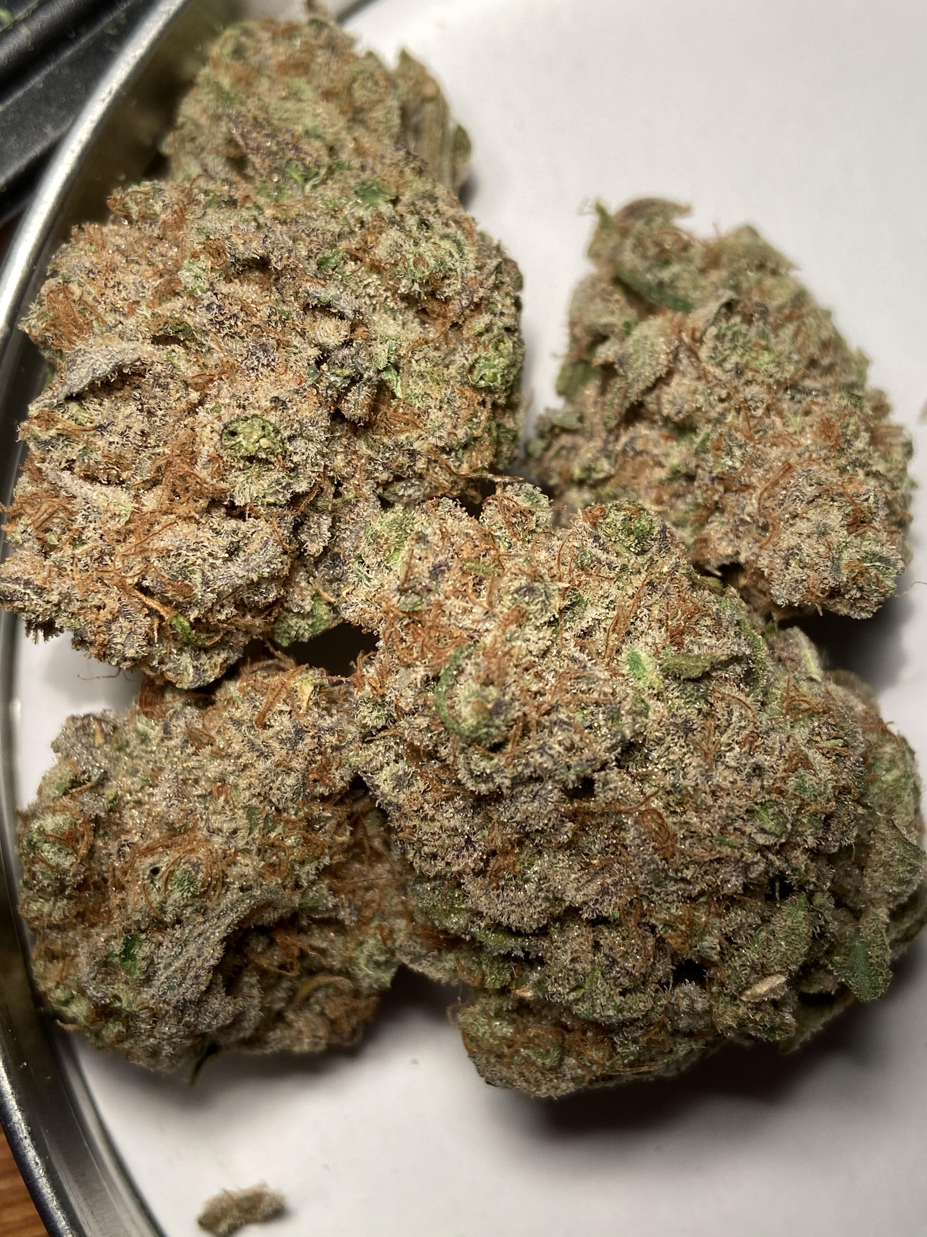 Gasoline Zest (Lemon Tree x Jet Fuel Gelato). Another absolute stunner