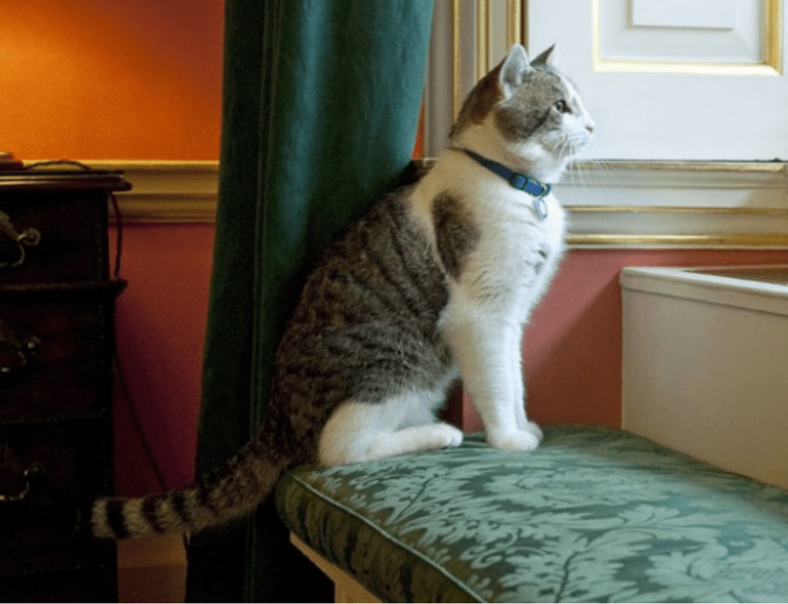 Meet Larry Chief Mouser to the Office of the United Kingdom of