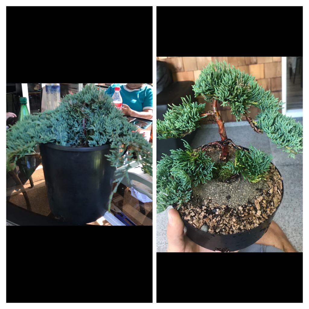 Before and after of a carpet juniper. A friend wanted a bonsai tree and