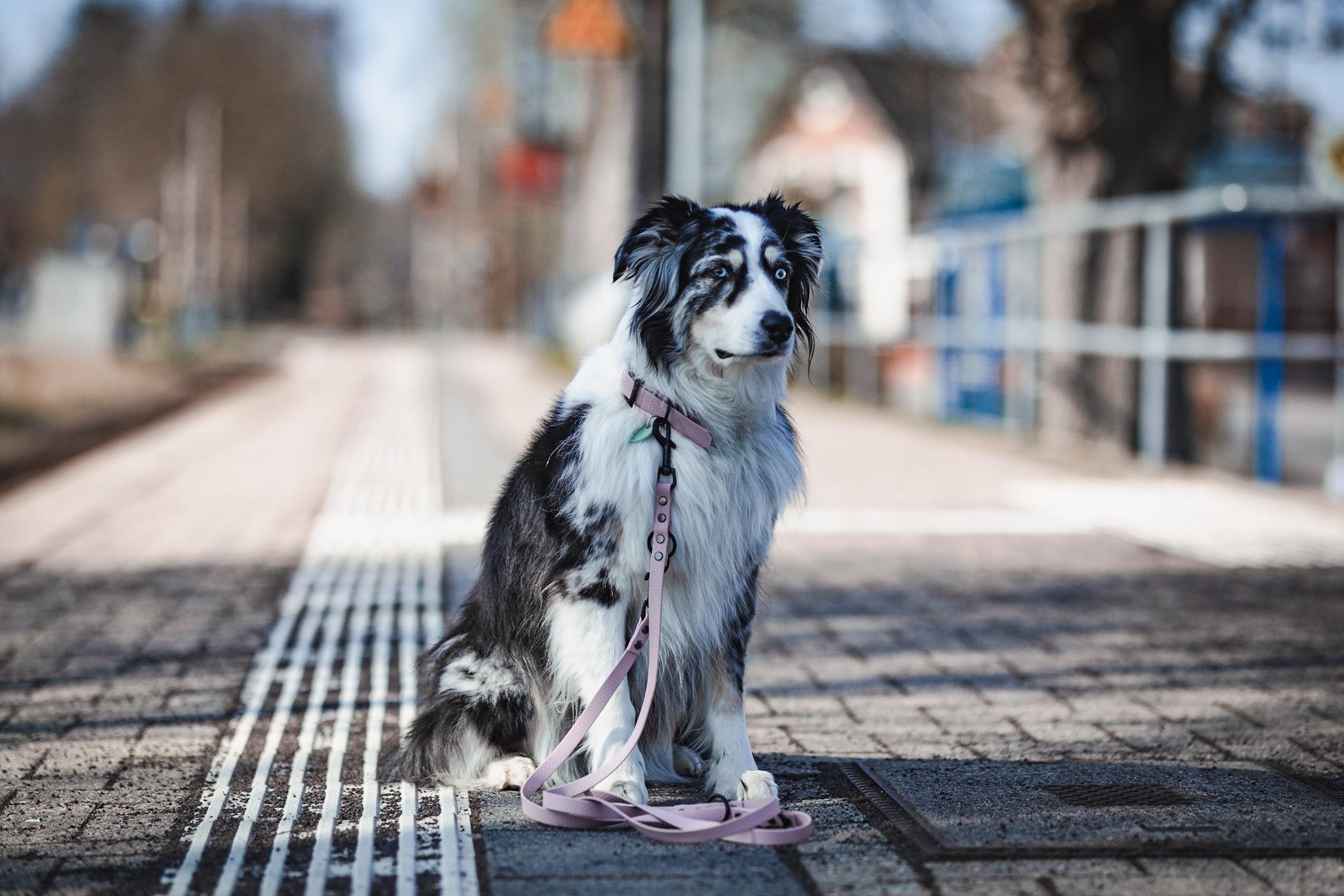 One of my dogs was a model for a leash and collar r/aww
