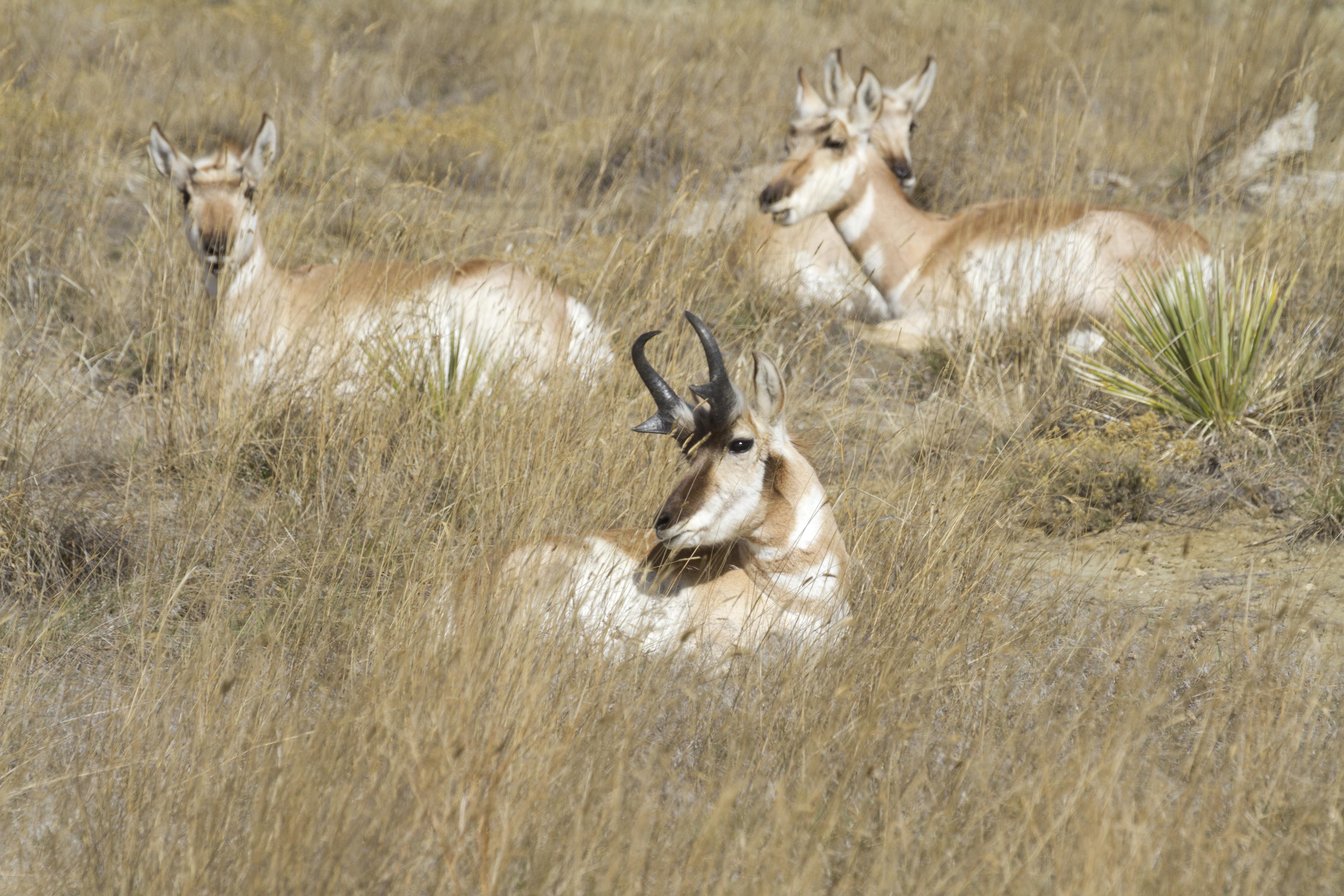 Pronghorn in Eastern Montana [OC] r/wildlifephotography