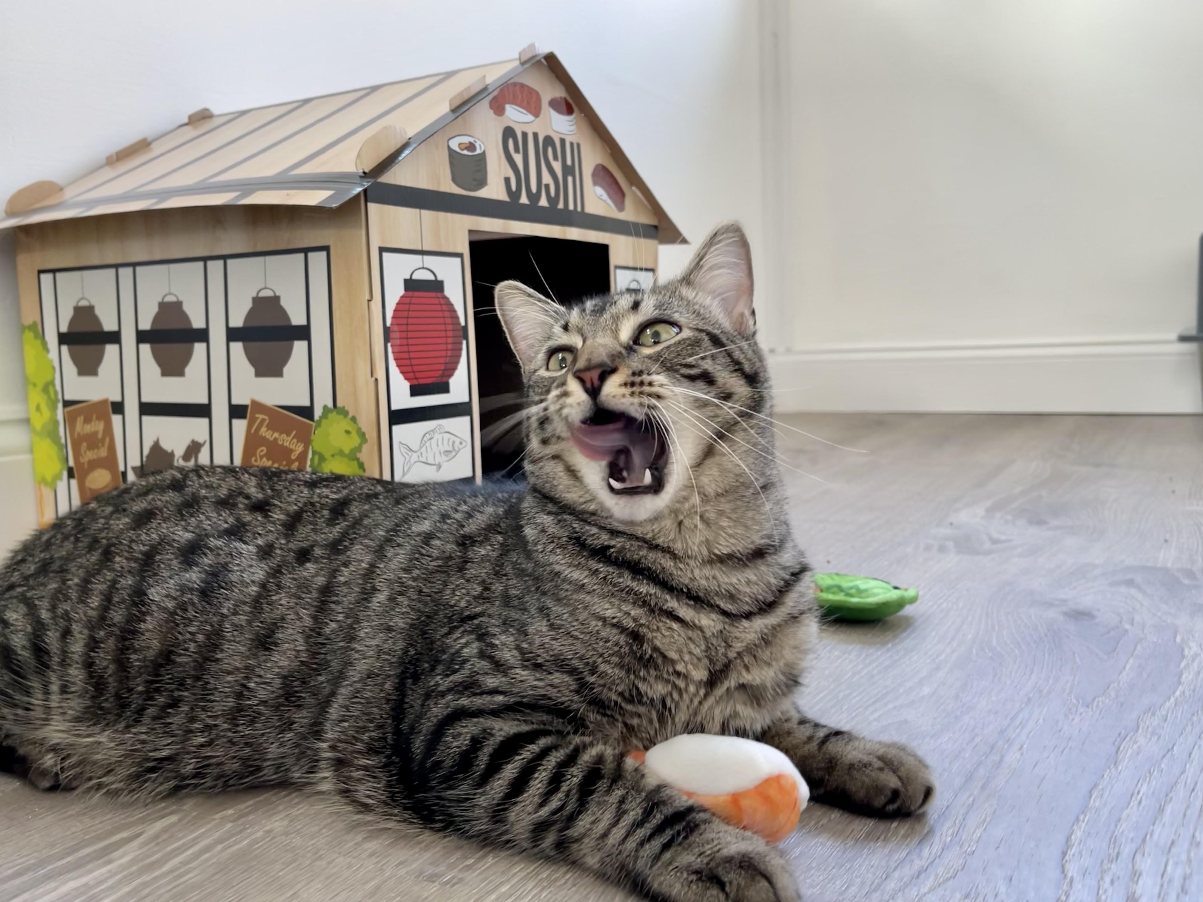 Is it safe to feed cats sashimi grade raw fish? r/cats