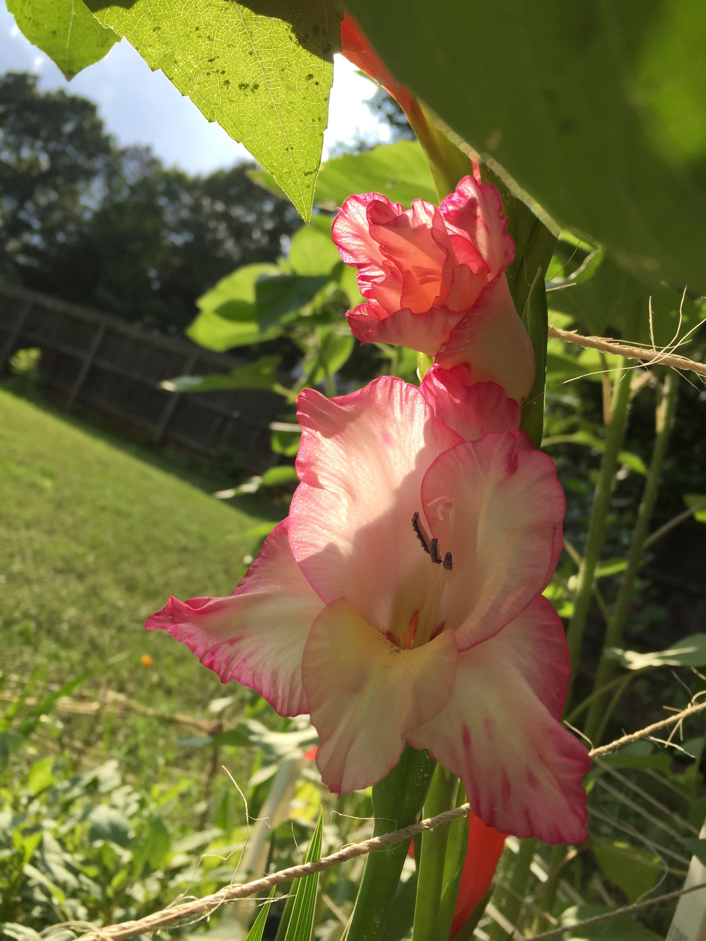 Gladiolus finally blooming! r/gardening