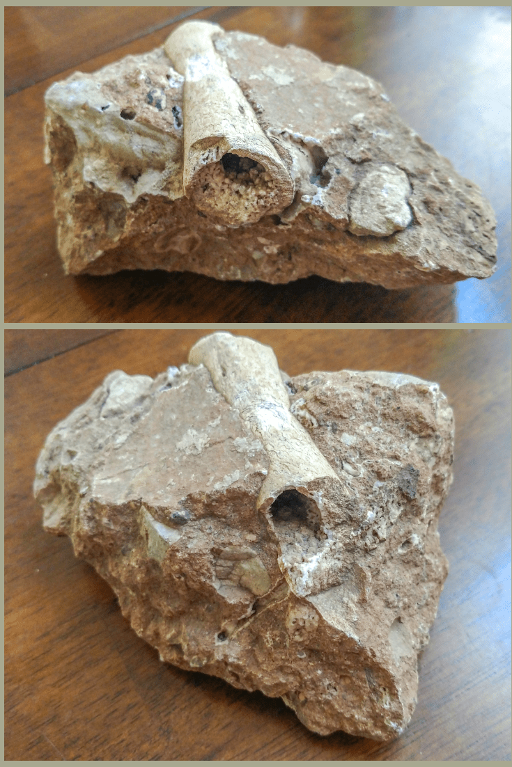 Got this as a gift a few years ago. Was told it was a fossil from South