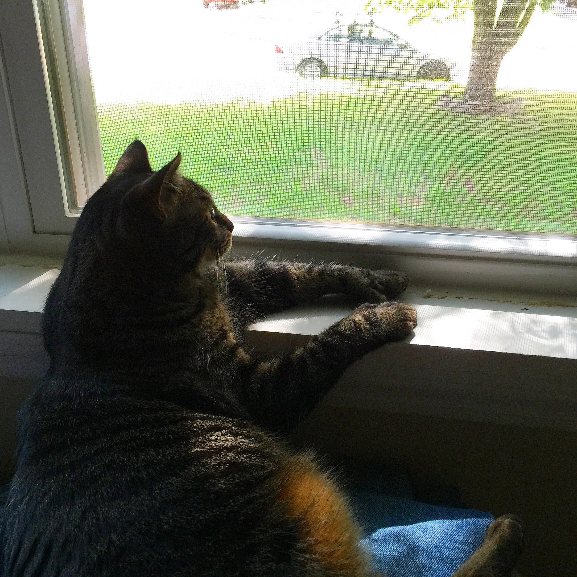 ‘I should buy a boat..’ r/cats