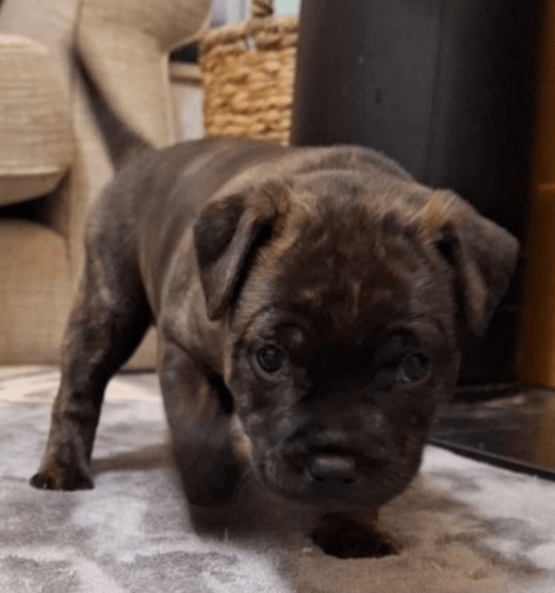 Crate size for staffy pup r/StaffordBullTerriers