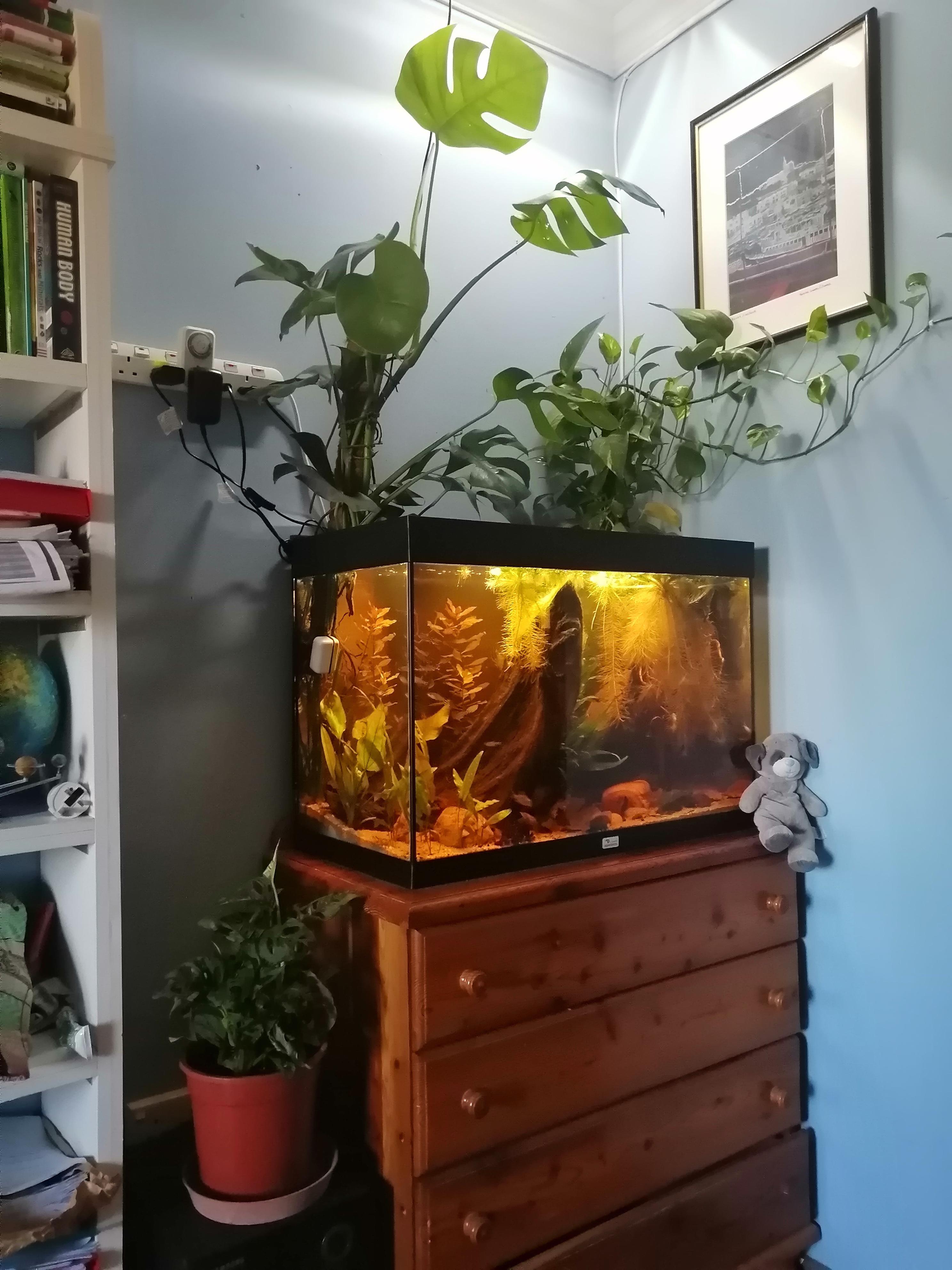 My Monstera deliciosa and Pothos in my Fish tank and a cute monstera