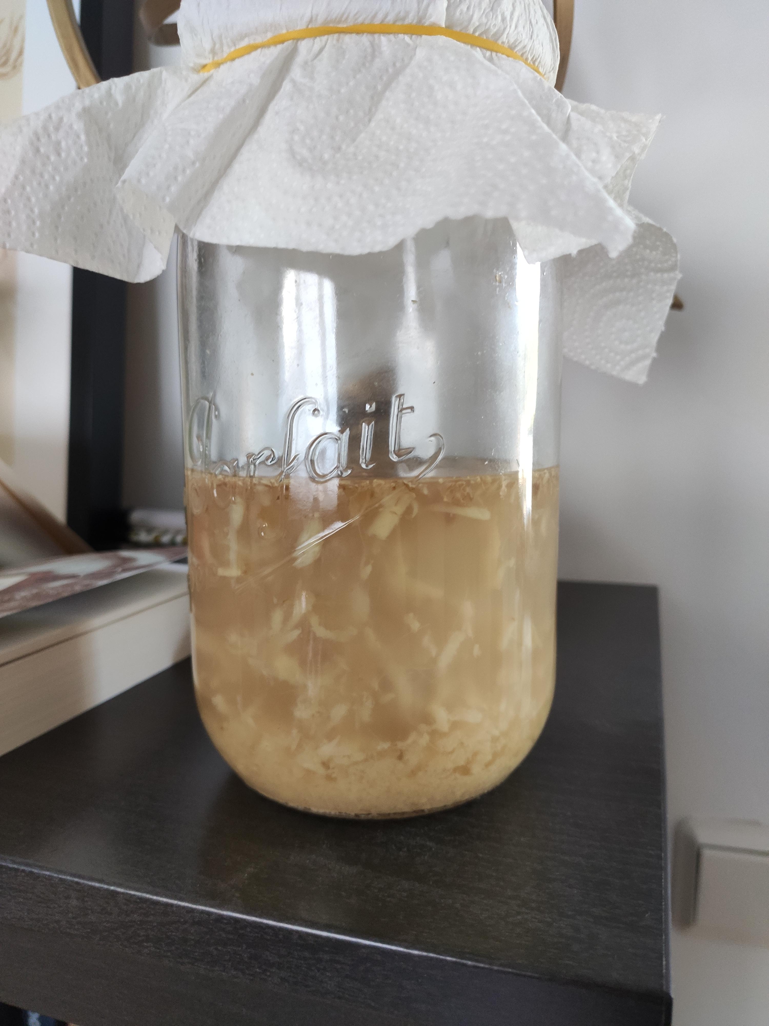My Ginger Bugs keep dying r/fermentation