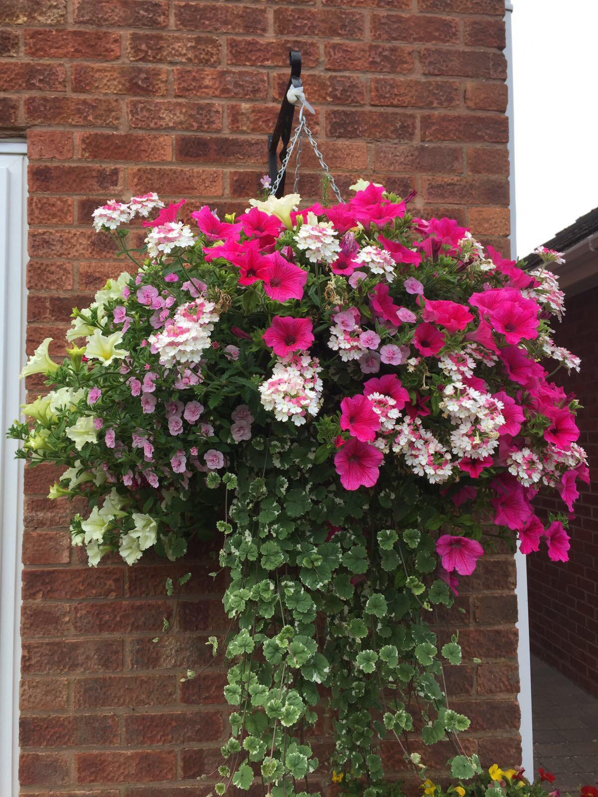 My beautiful hanging basket...! 🌸🌎🌸 r/gardening