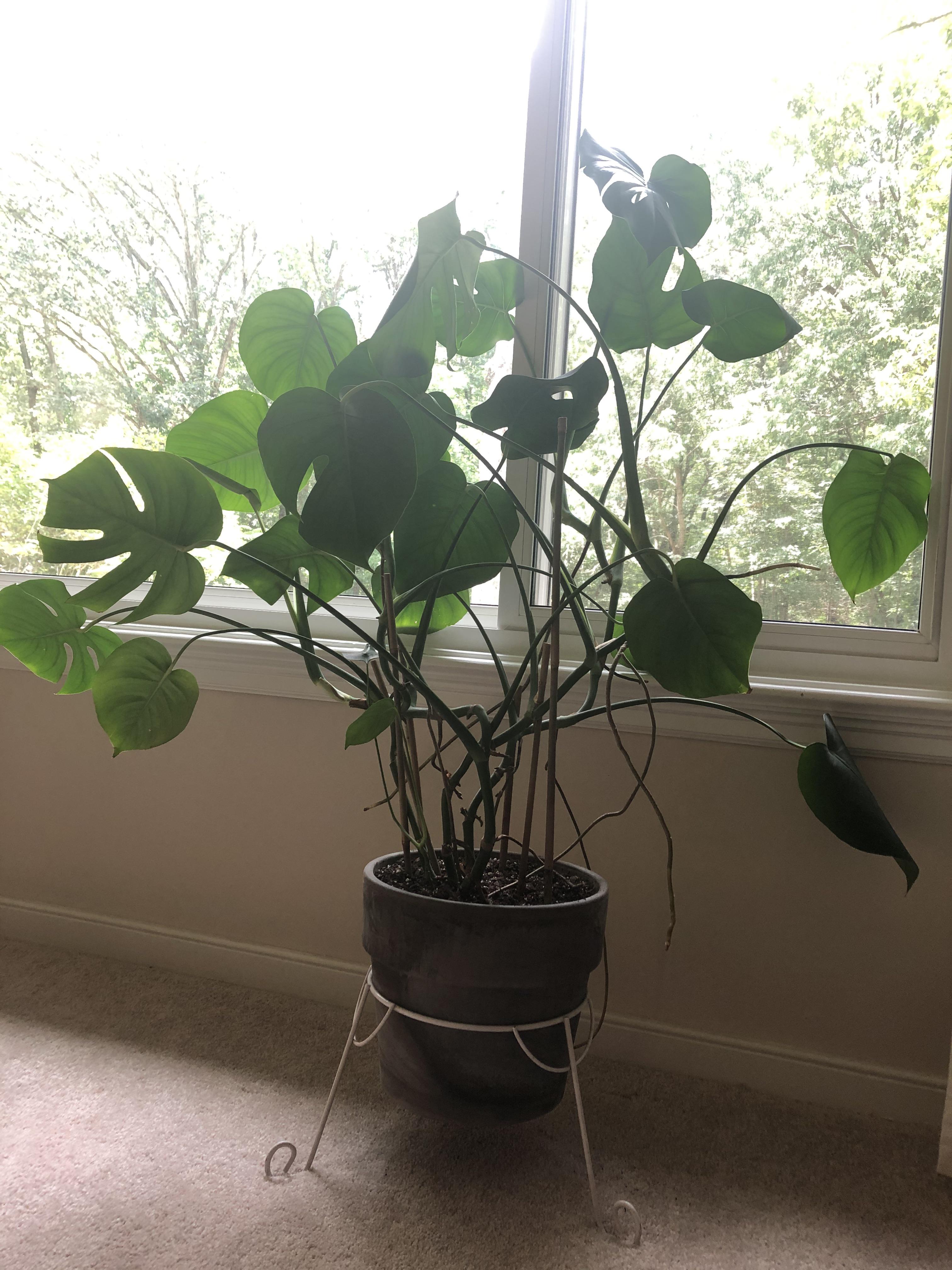 Why is my Monstera so “leggy”? Is propagating the next step in