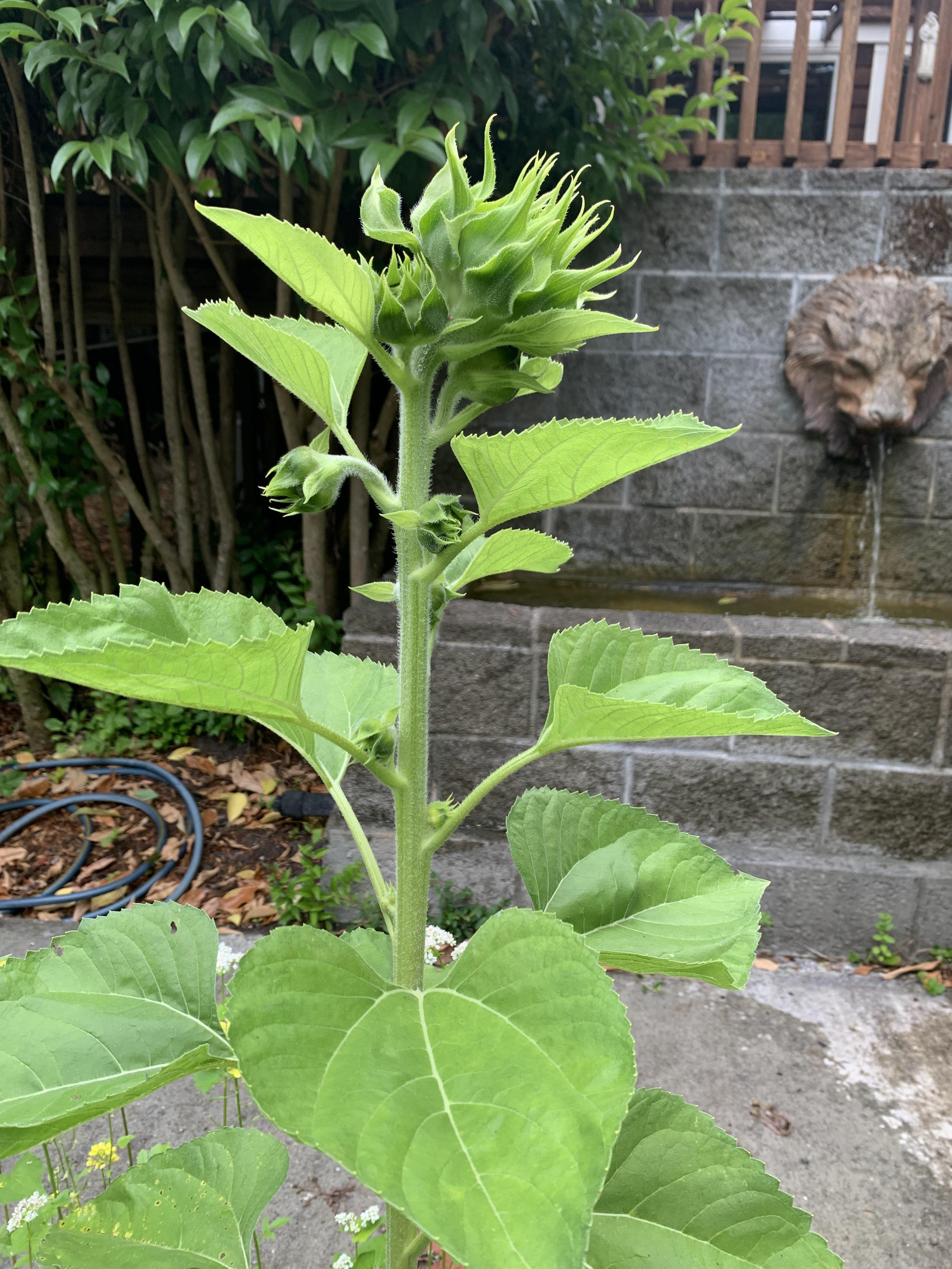 Never grew a sunflower with multiple buds before!! So excited for the bloom ) r/plants