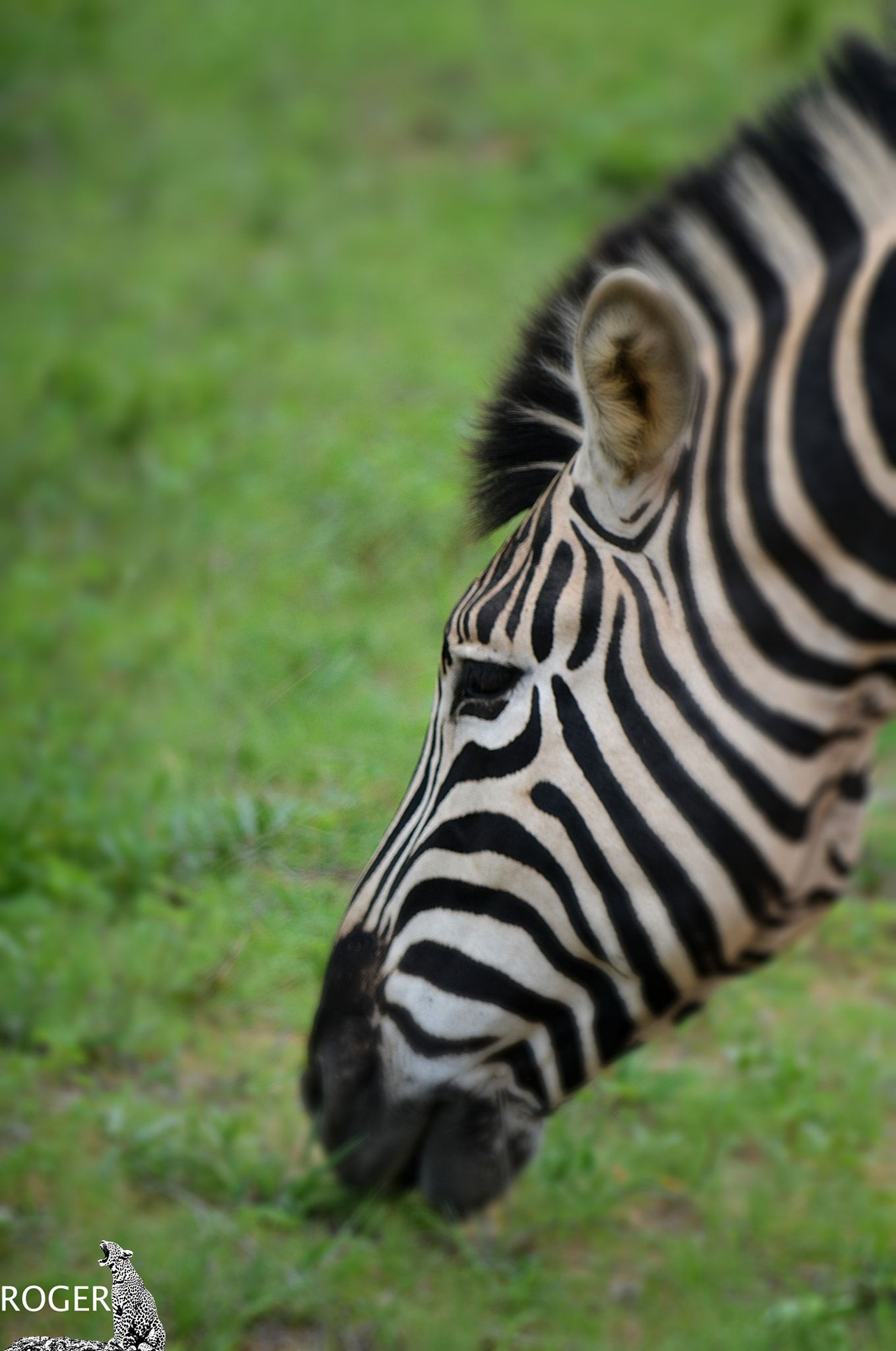 FACTS ABOUT ZEBRAS AFRICA SAFARI TOURS for more information r