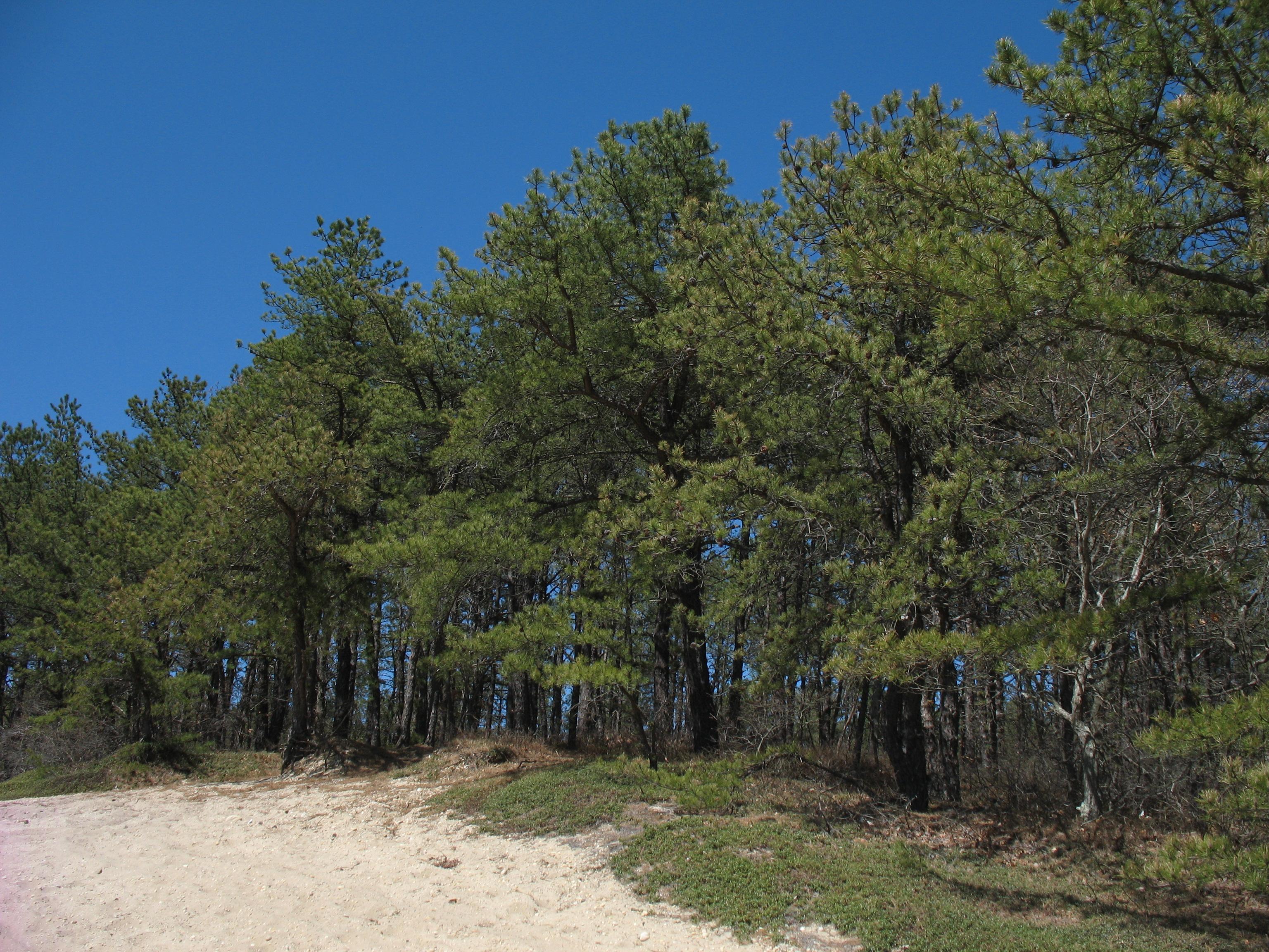 Hiking on LI? The Pine Barrens of course! r/longisland