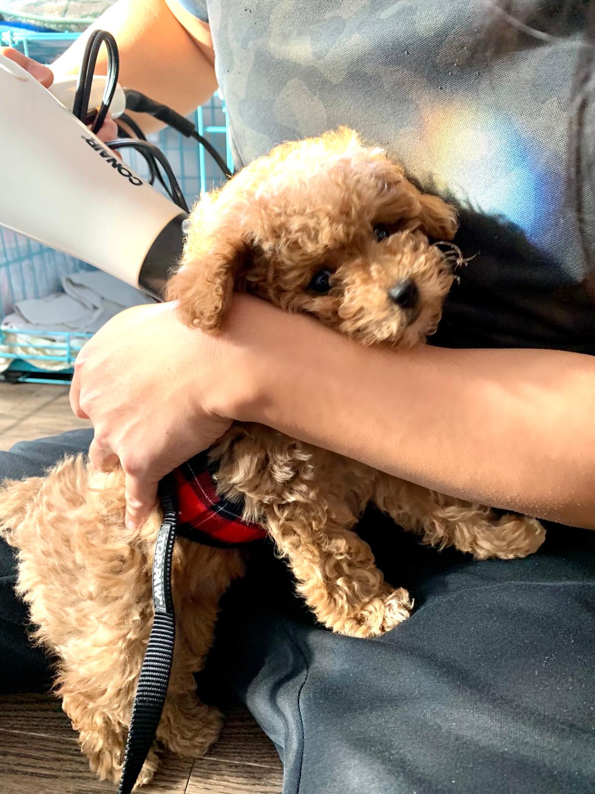 Successfully introducing the hair dryer to 9wk toy poodle! r/poodles