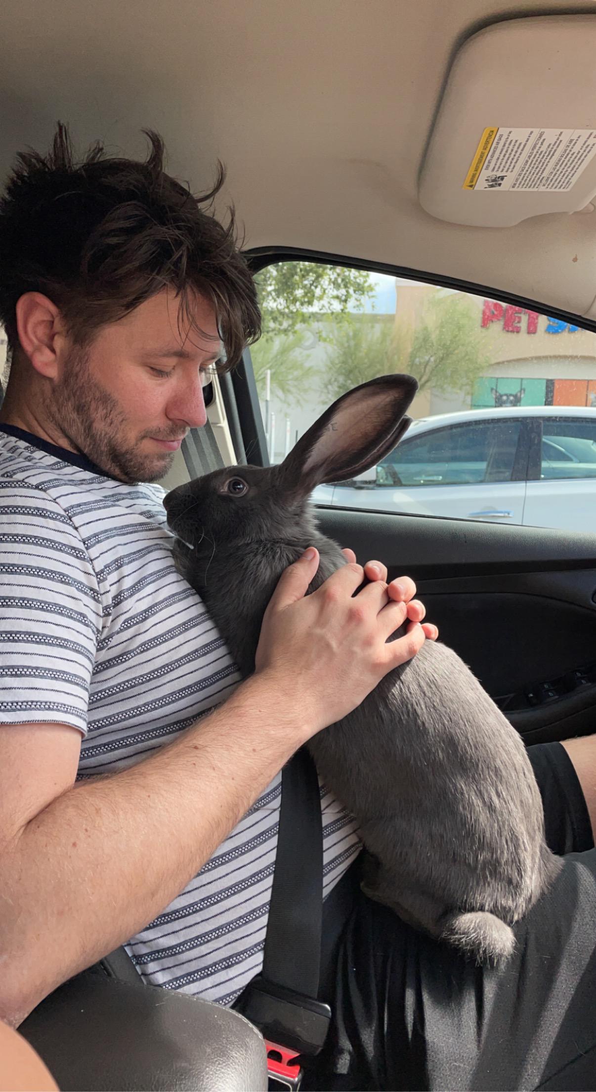 Petsmart Animals Bunny