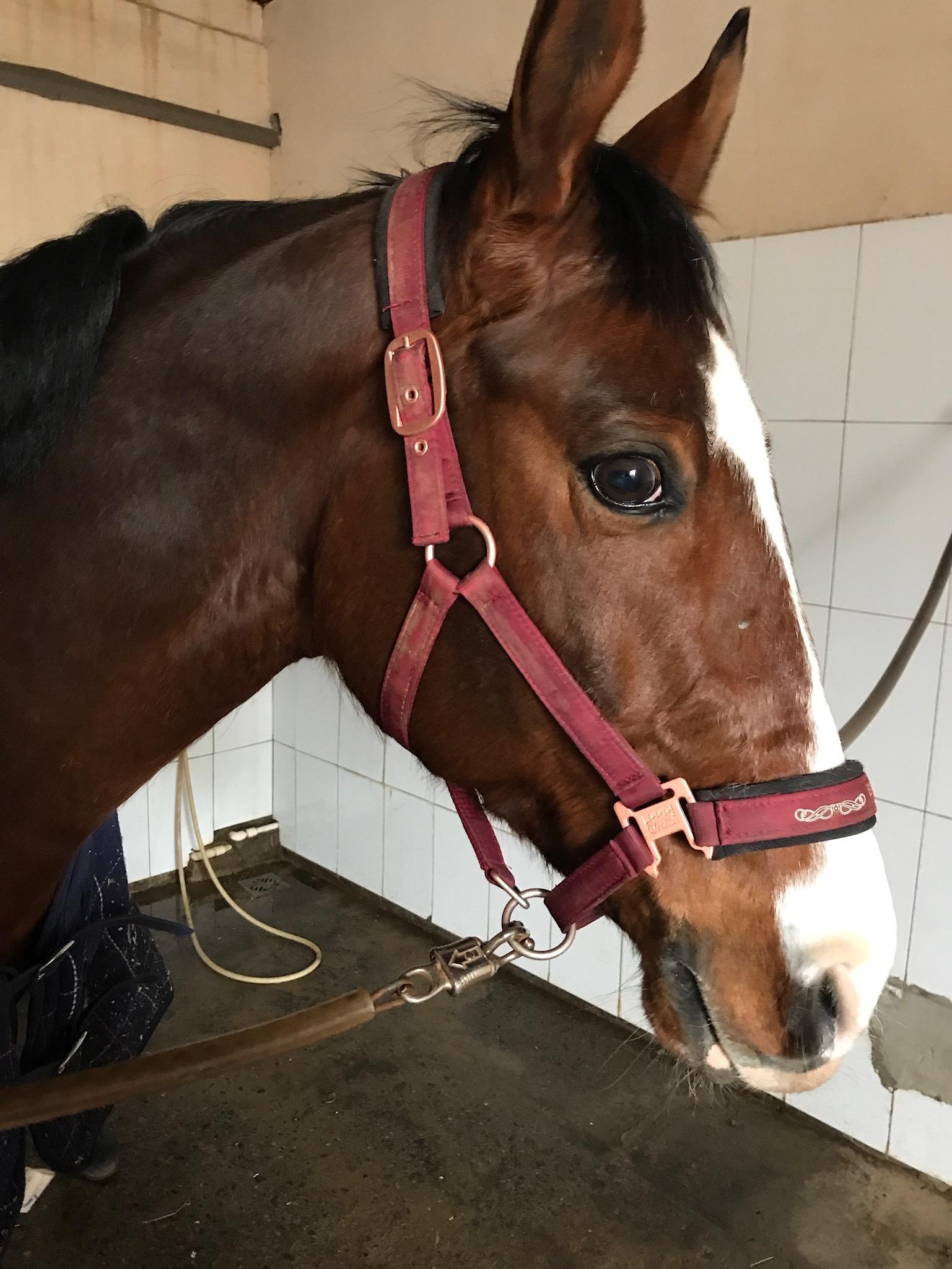 This is Ace Ventura, my lovely Trakehner boy r/Horses