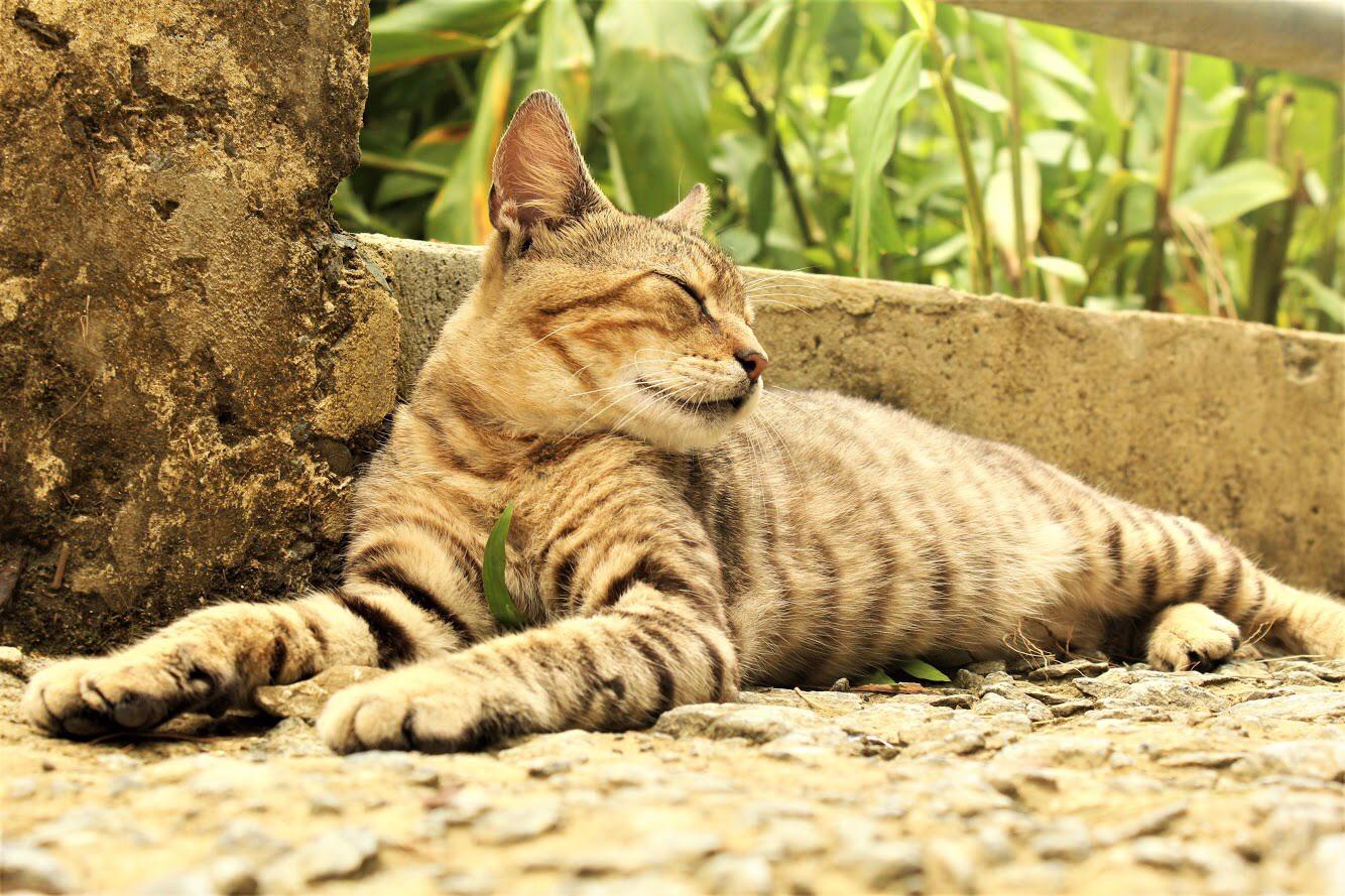 This cat lives in El Yunque National Rainforest in Puerto Rico. r/pics