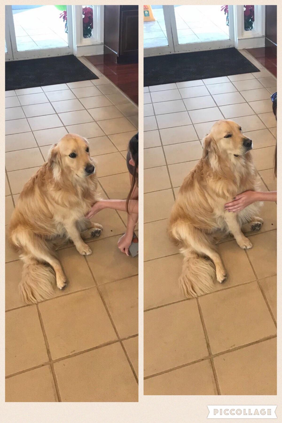 Vido loves his chest rubs. r/goldenretrievers