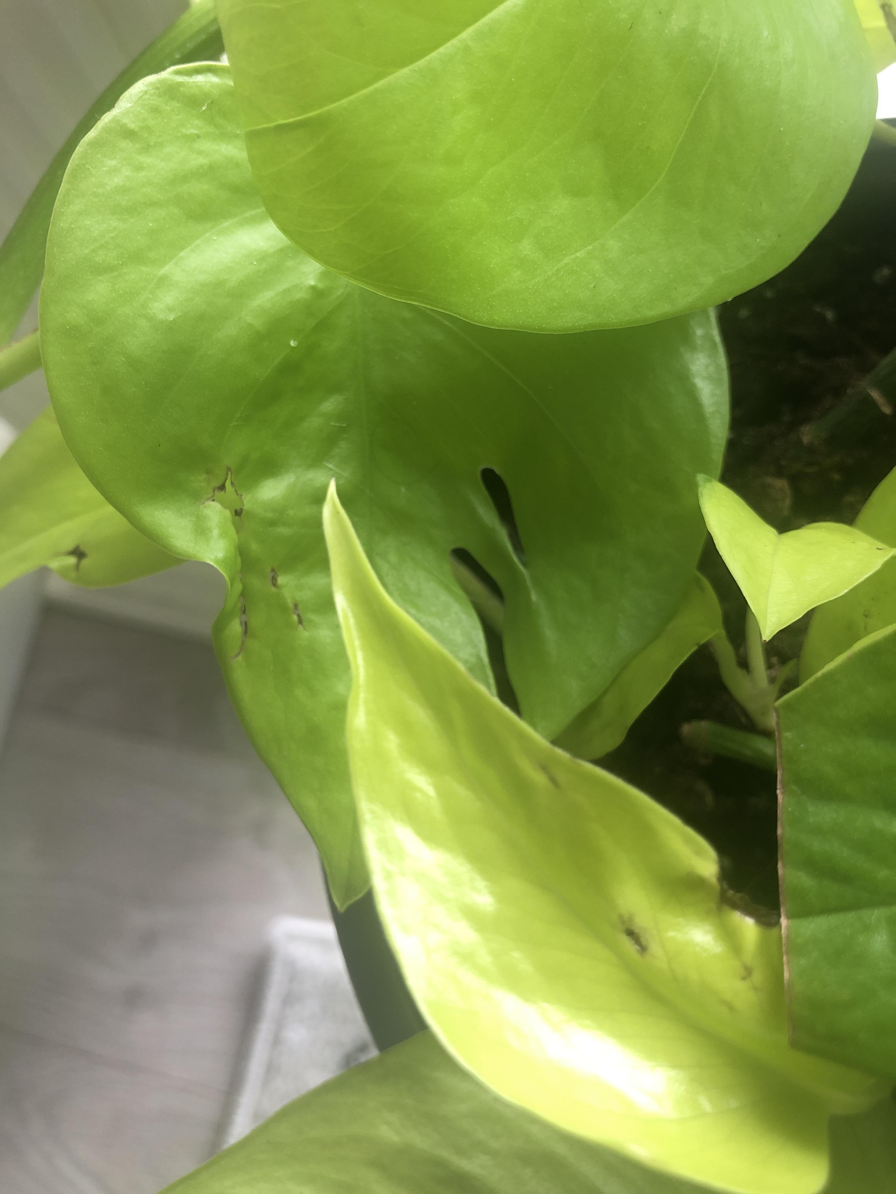 Recently repotted and fertilized this neon pothos. Lots of leaves now