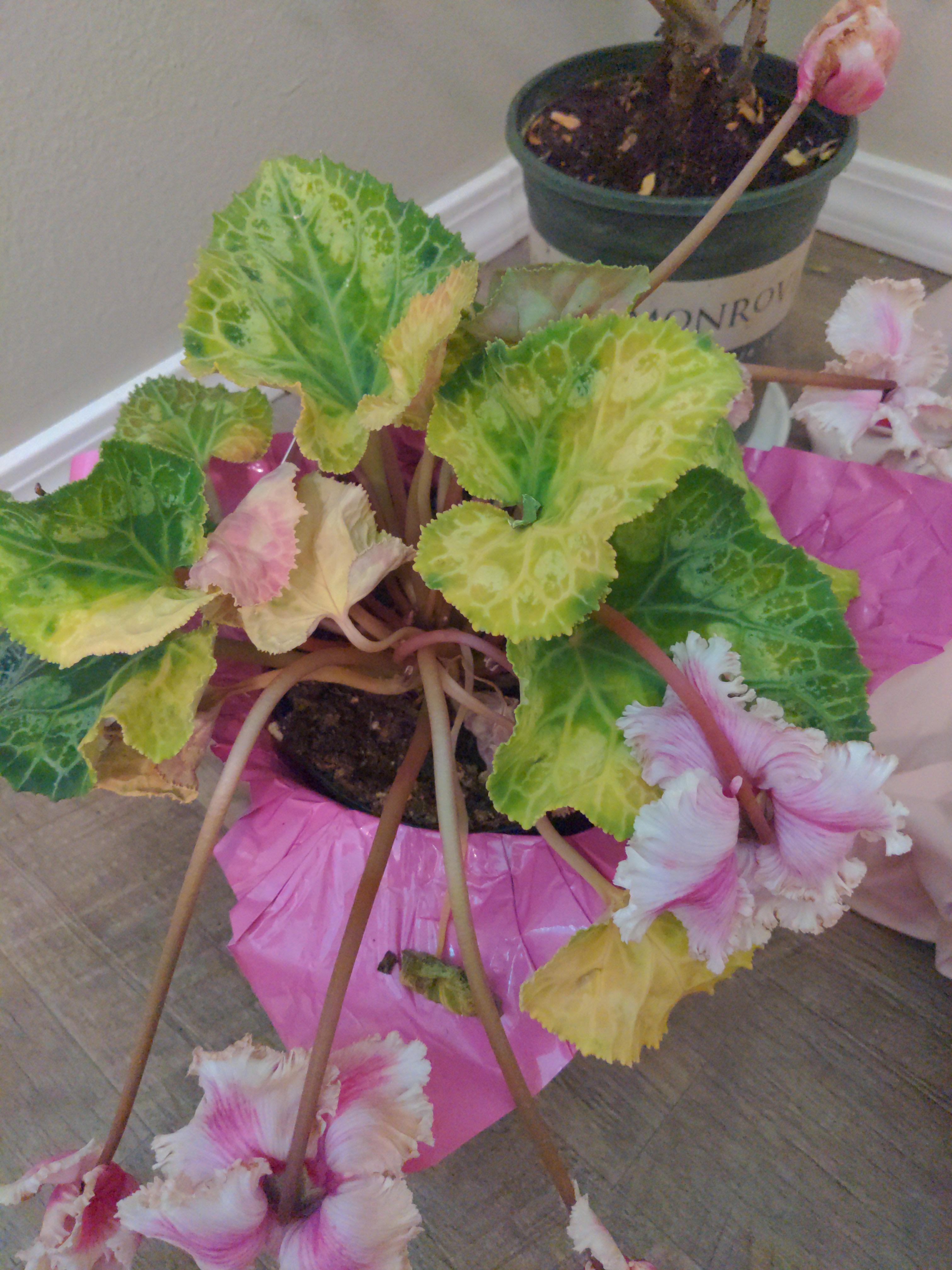 Cyclamen turning yellow dormancy or dying? r/plantclinic