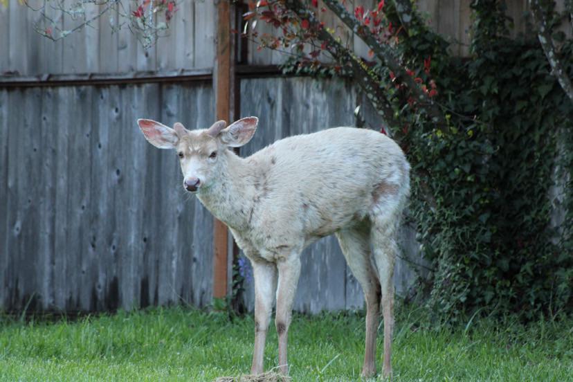 Anyone know what’s up with this deer? Extremely pale and losing fur