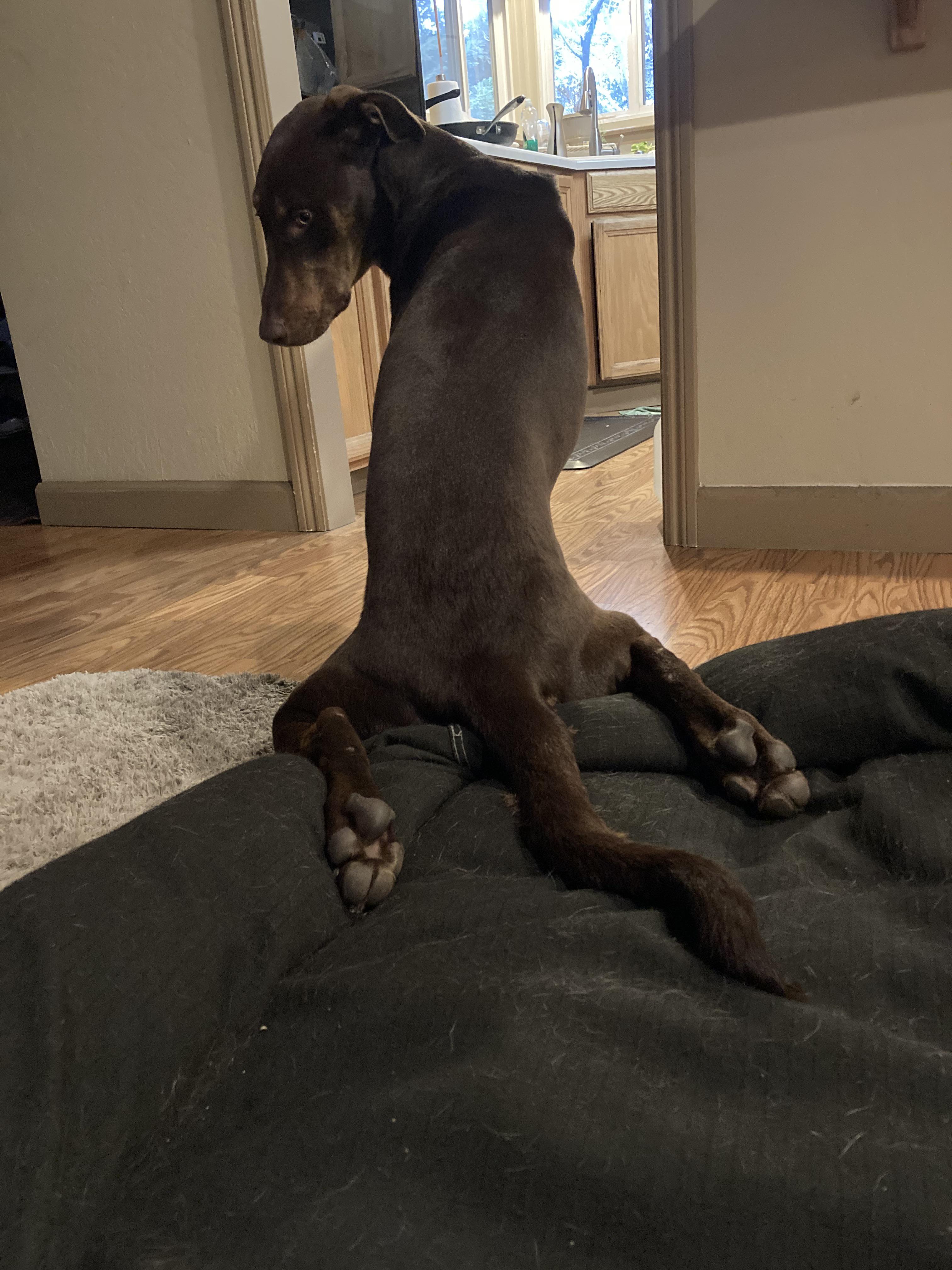 My dog sits weird. Here’s one of his silliest sits AnimalsBeingDerps