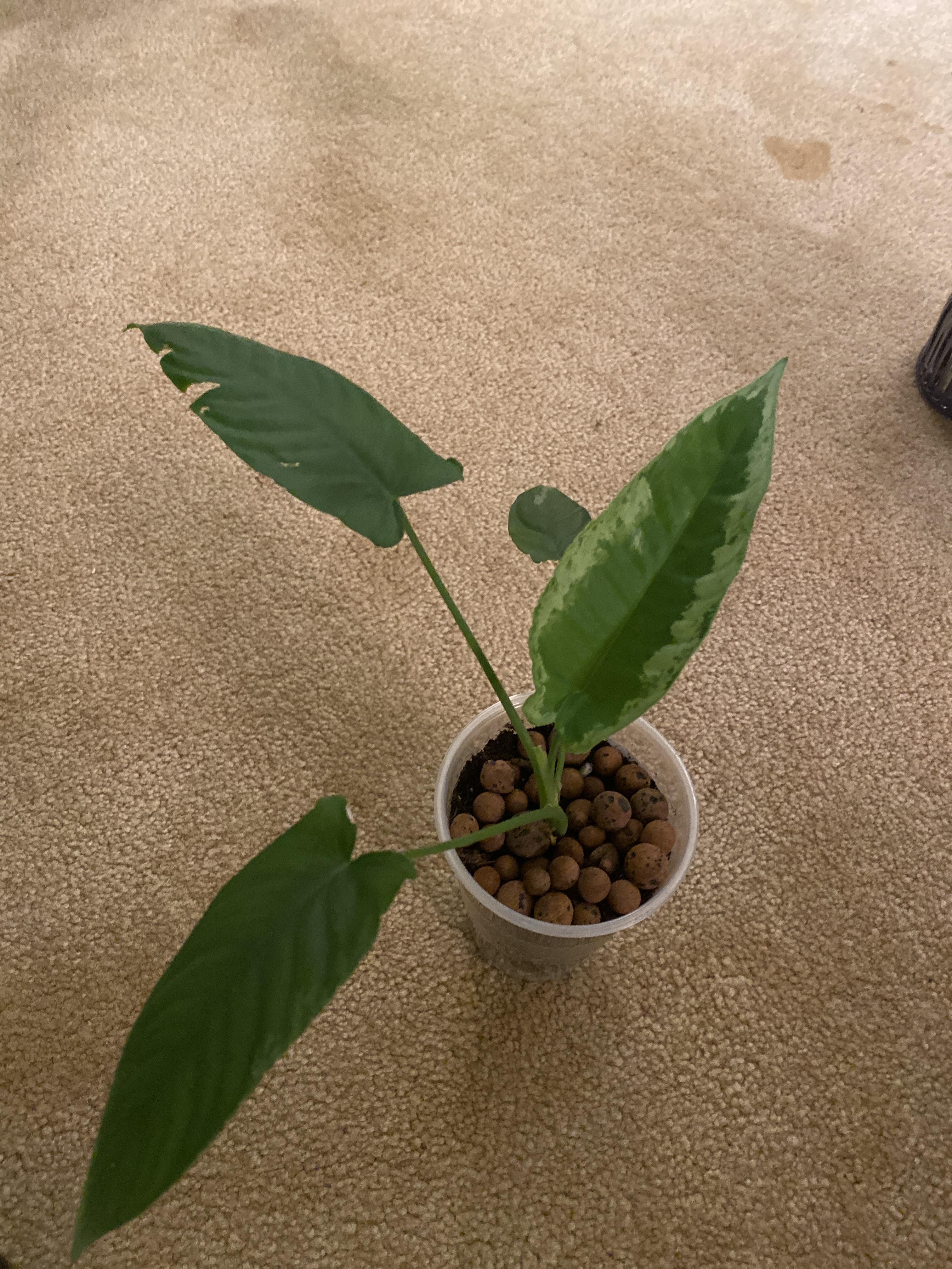 Drunk buying plants again! What is she r/houseplants