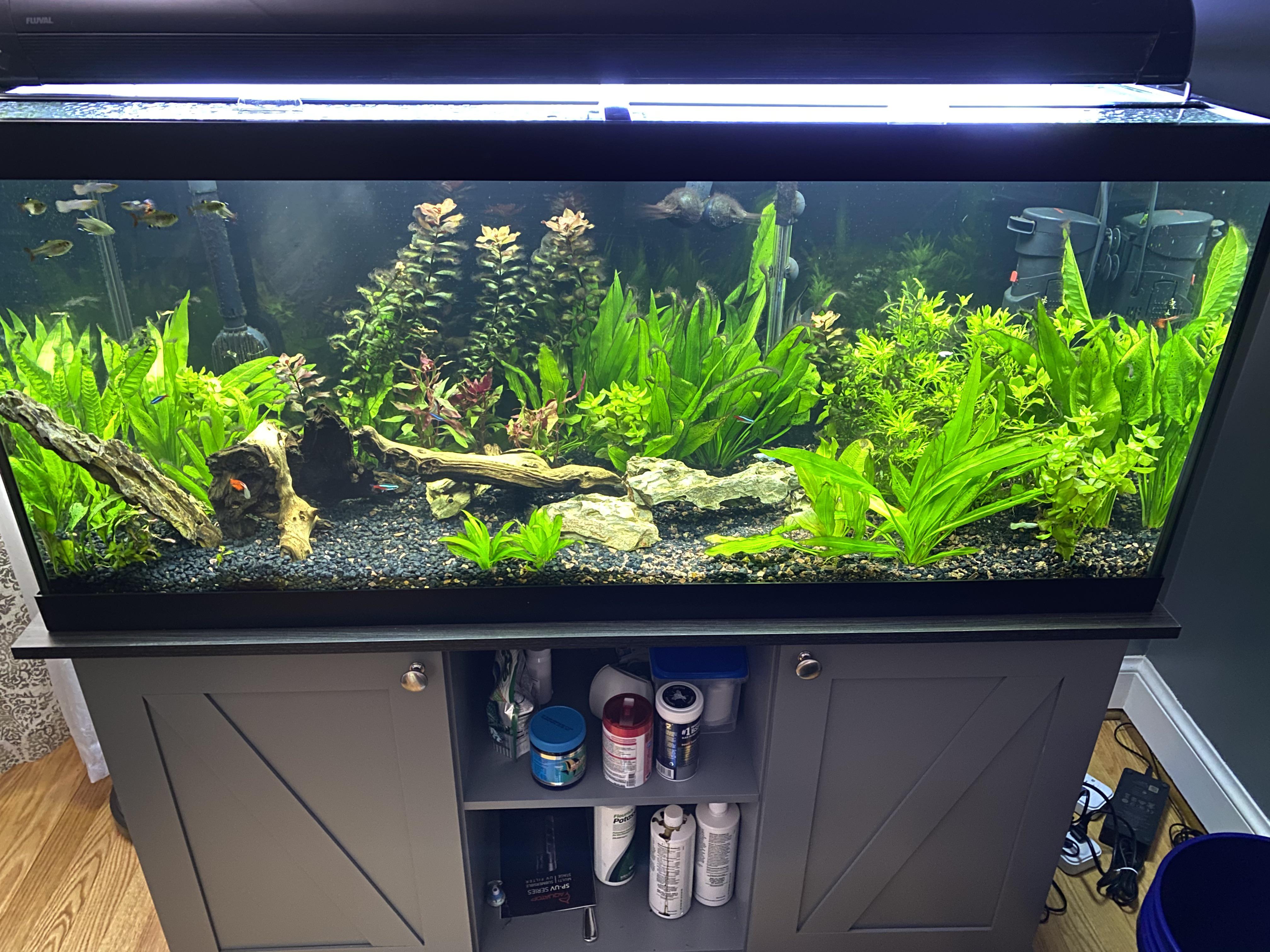 My planted tank! Complete with black hair algae and all. r/Aquariums