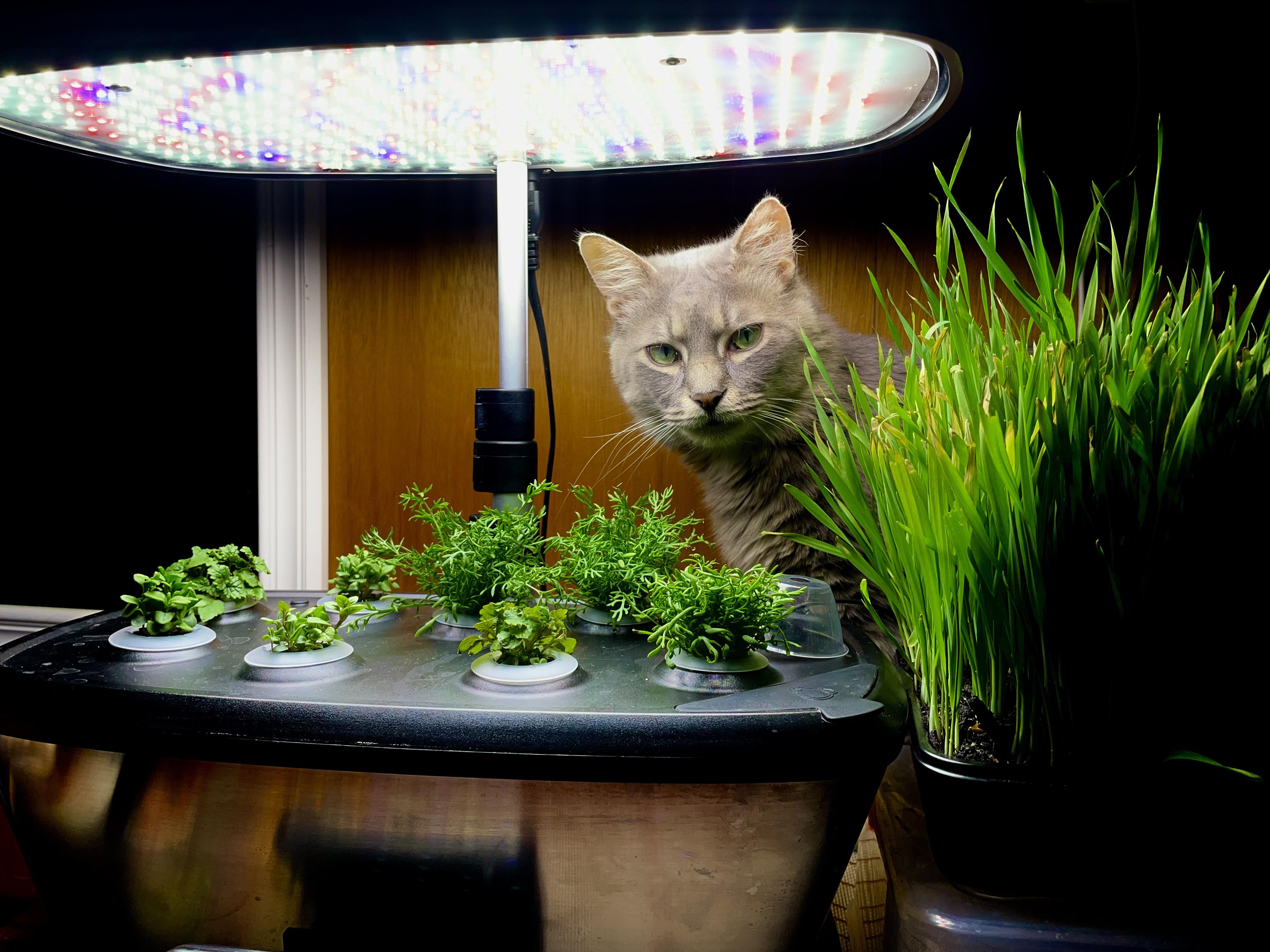 AeroGarden update day22 r/aerogarden