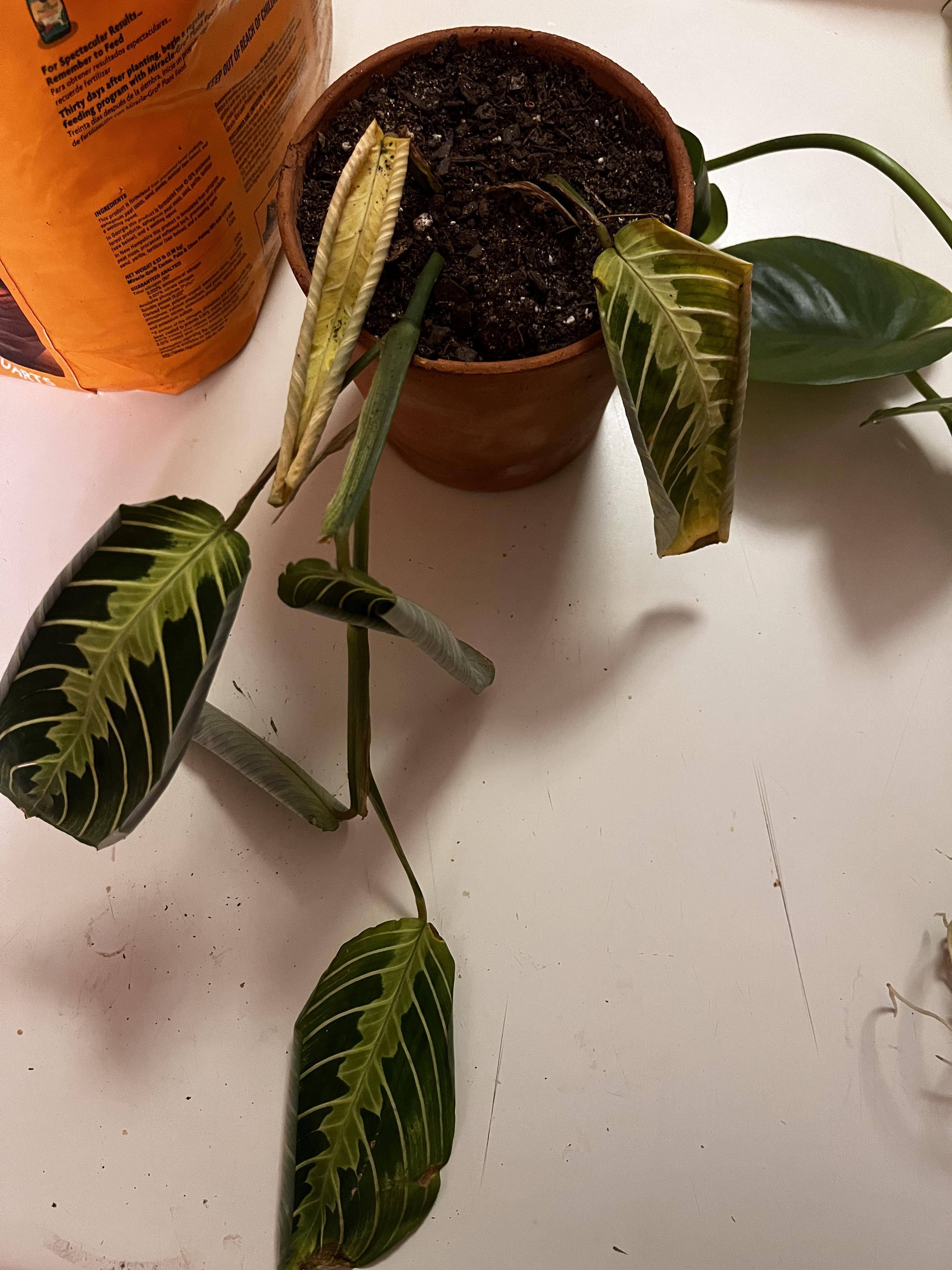 My prayer plant is living on a pray! I just repotted and it got more