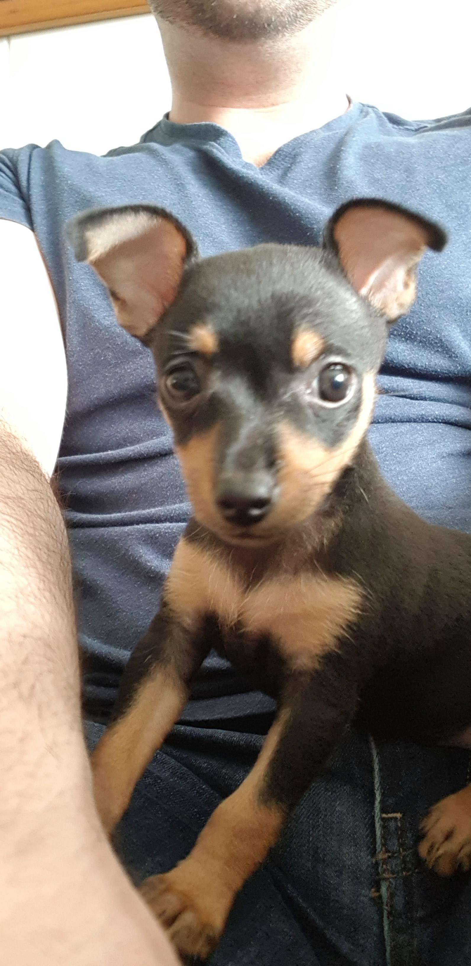 This is a 7wk old Prague Ratter. A rare breed that no bigger than a