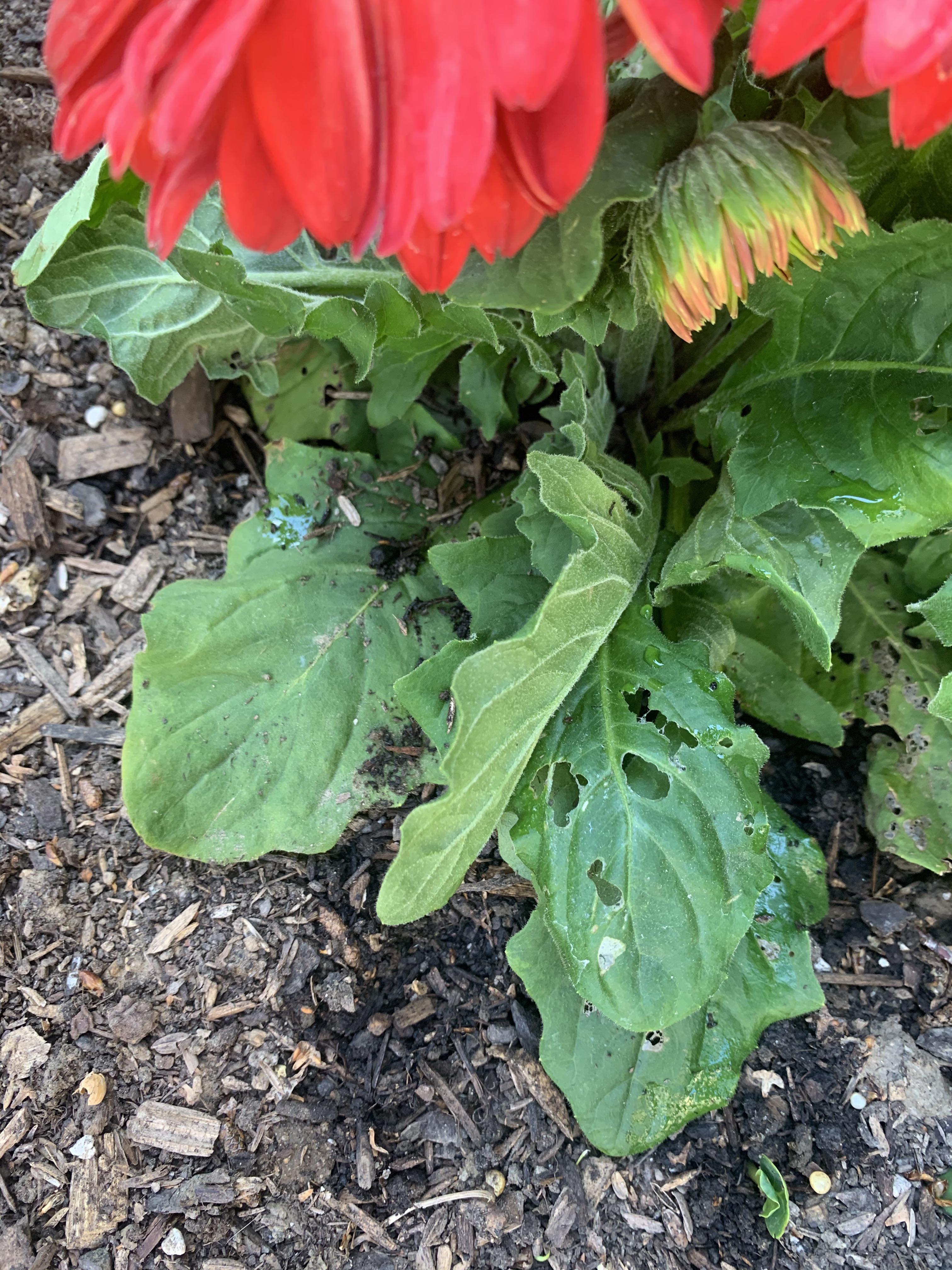 My flower (gerbera daisy if u need to know) has this holes in its