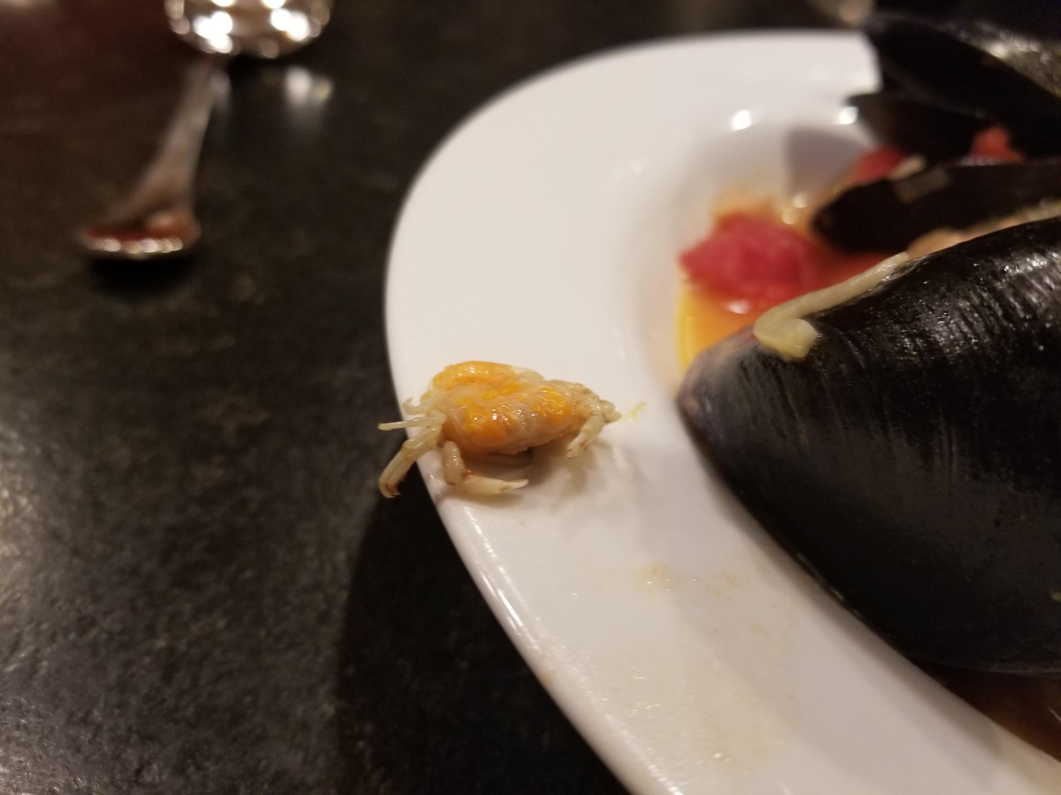 This baby crab that I found in a mussel I steamed r/mildlyinteresting