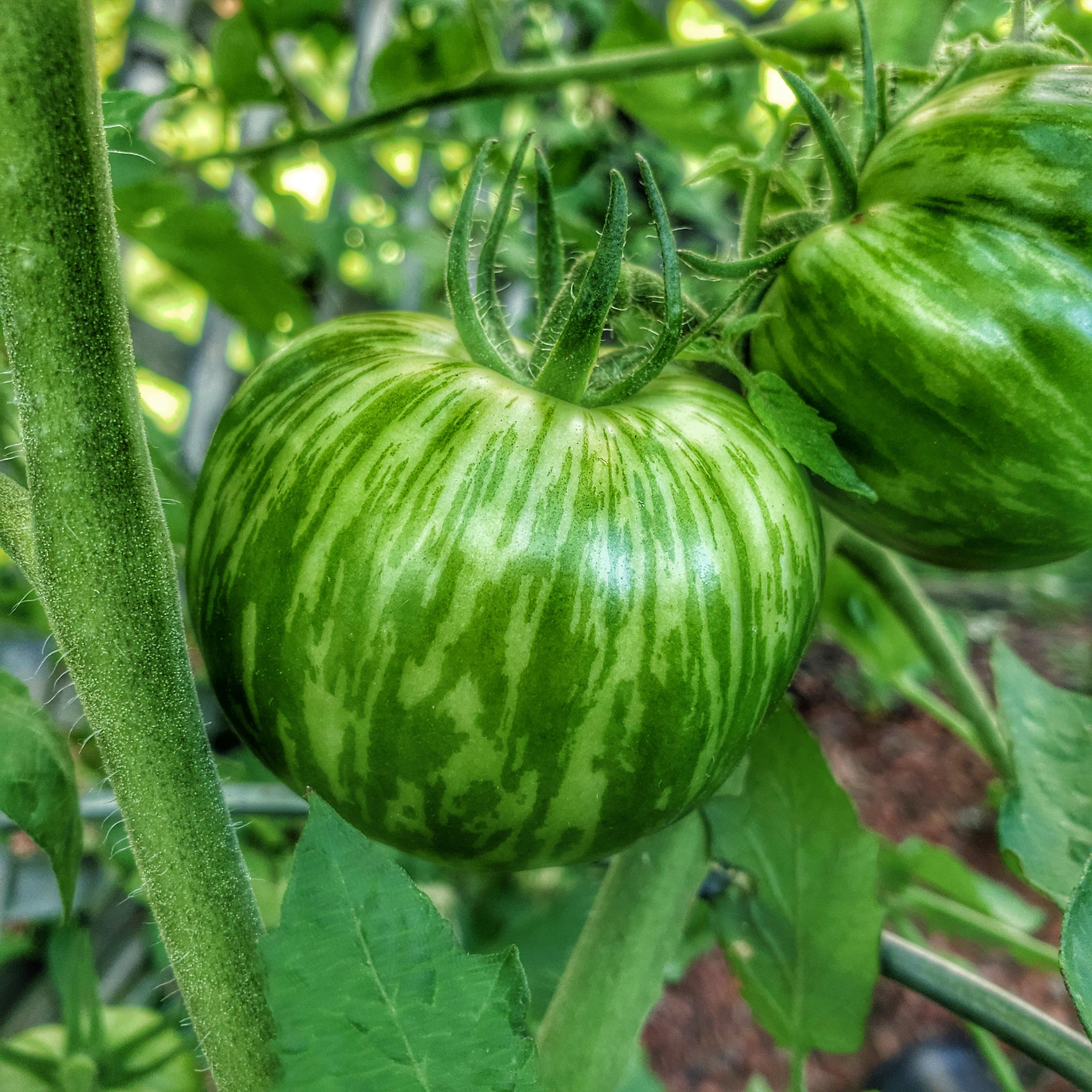 Red Zebra Tomato Plants