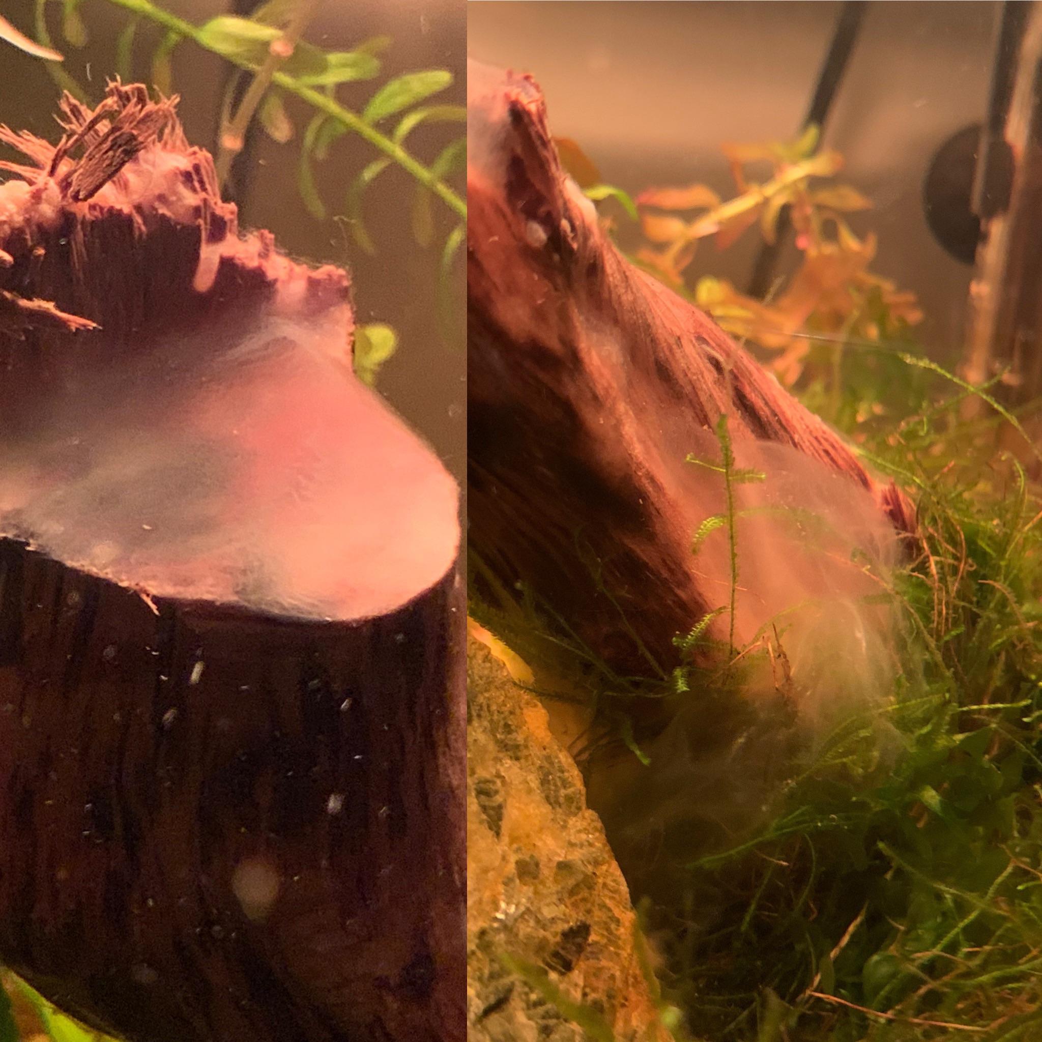 Help! How do we treat this mold? r/Aquariums