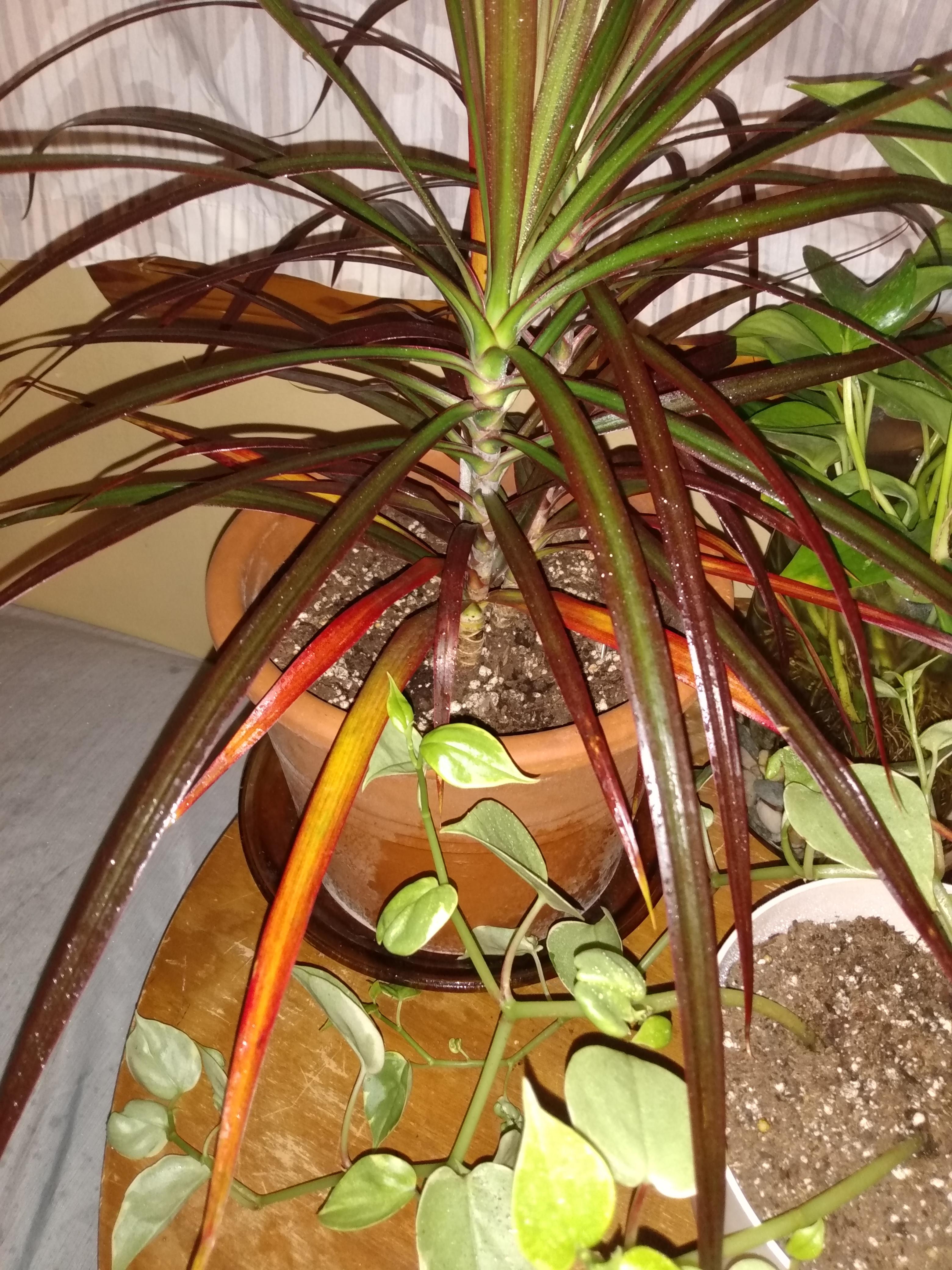 my Dracaena has always been super happy but for the past two weeks it's