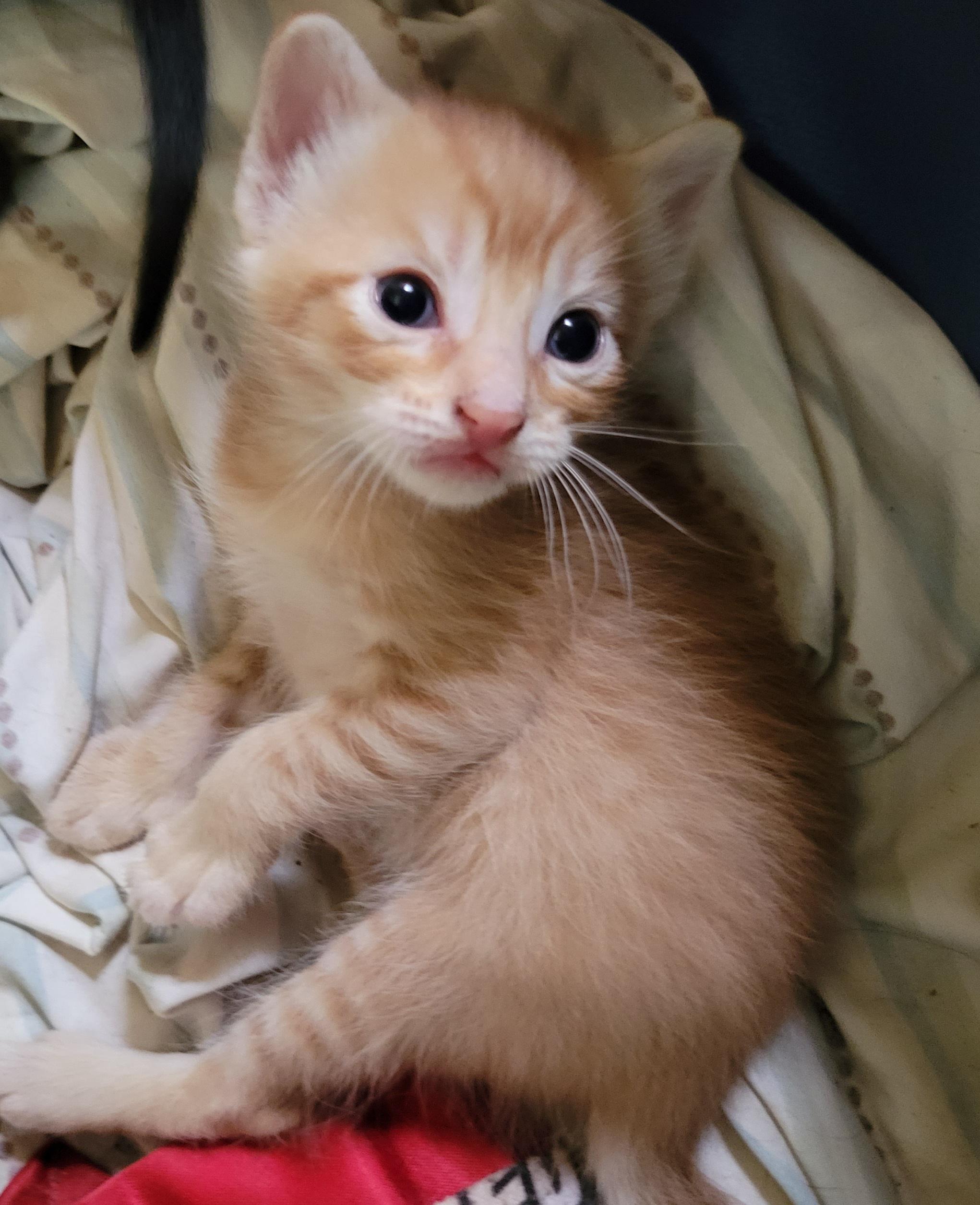 List 102+ Images What Does A Three Week Old Kitten Look Like Excellent