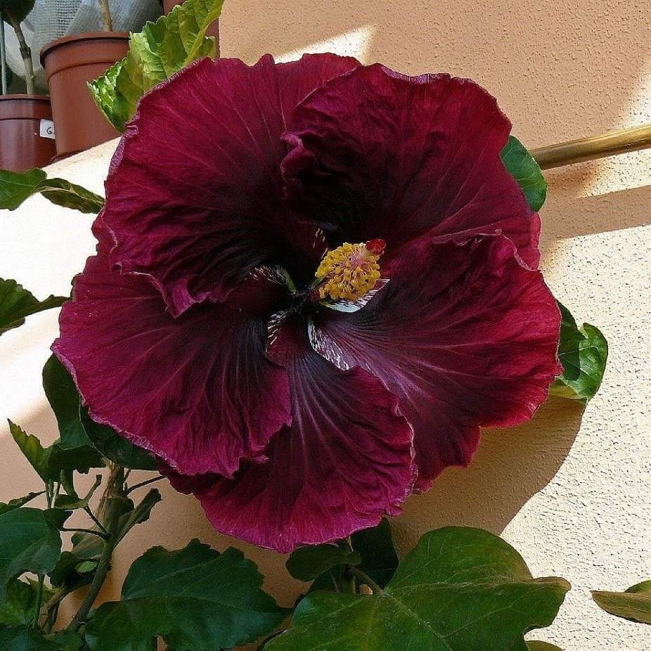 Our dinner plate Hibiscus 🌺 r/gardening