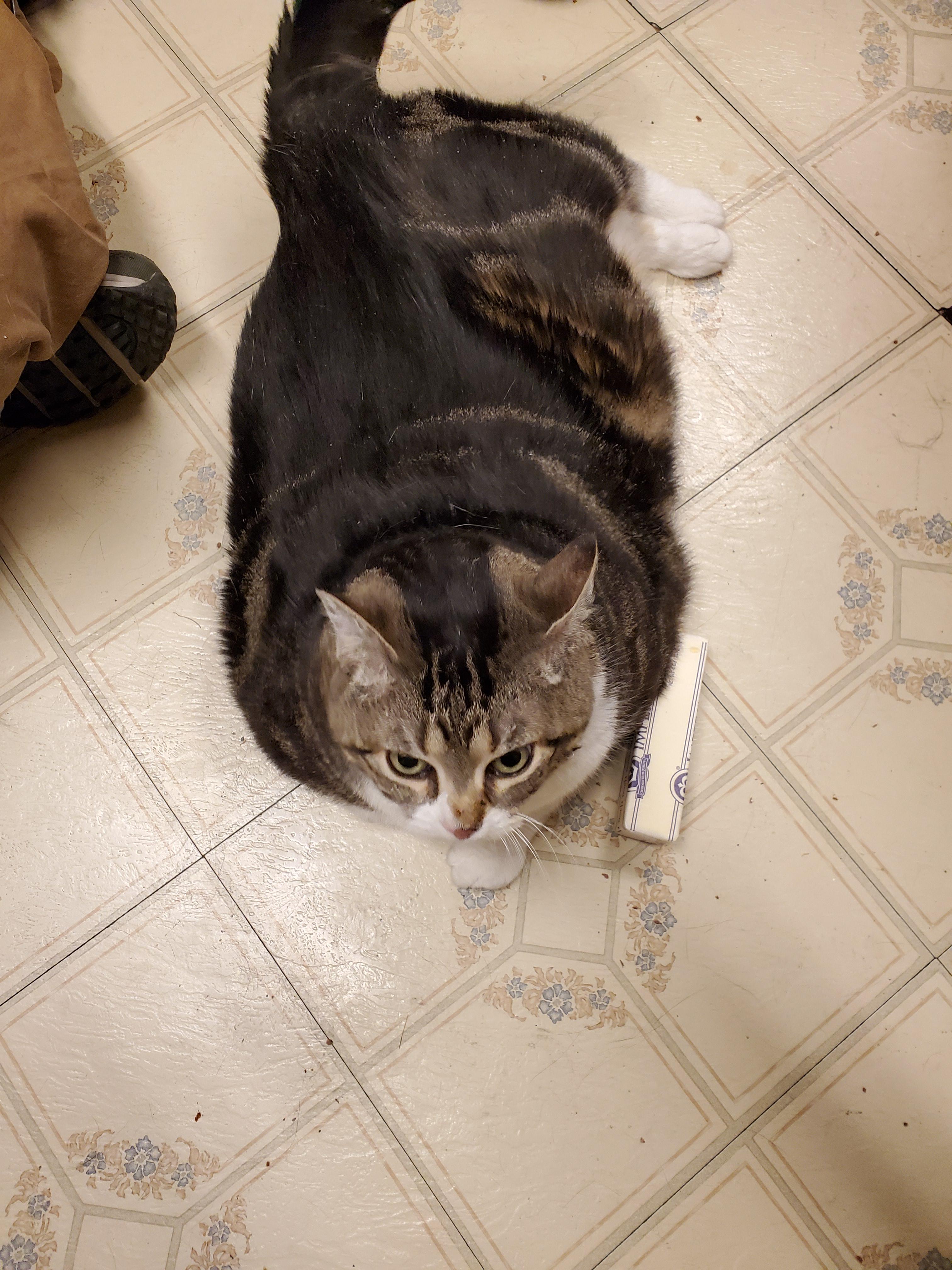 809 best Scales Of Justice images on Pholder League Of Memes, Church Of Justice and