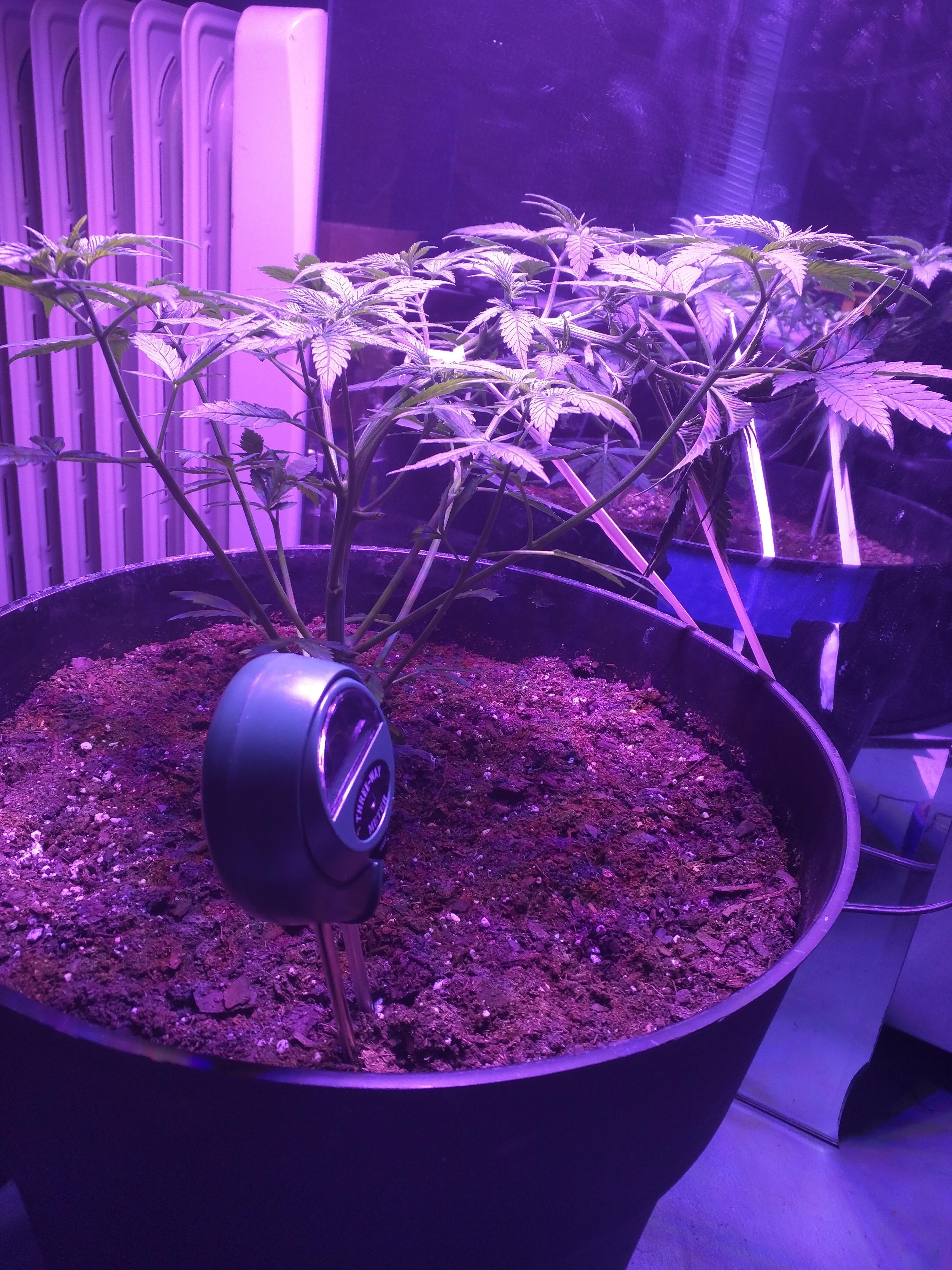 Day 40, bag seed...if this was an auto flower when would i know and can